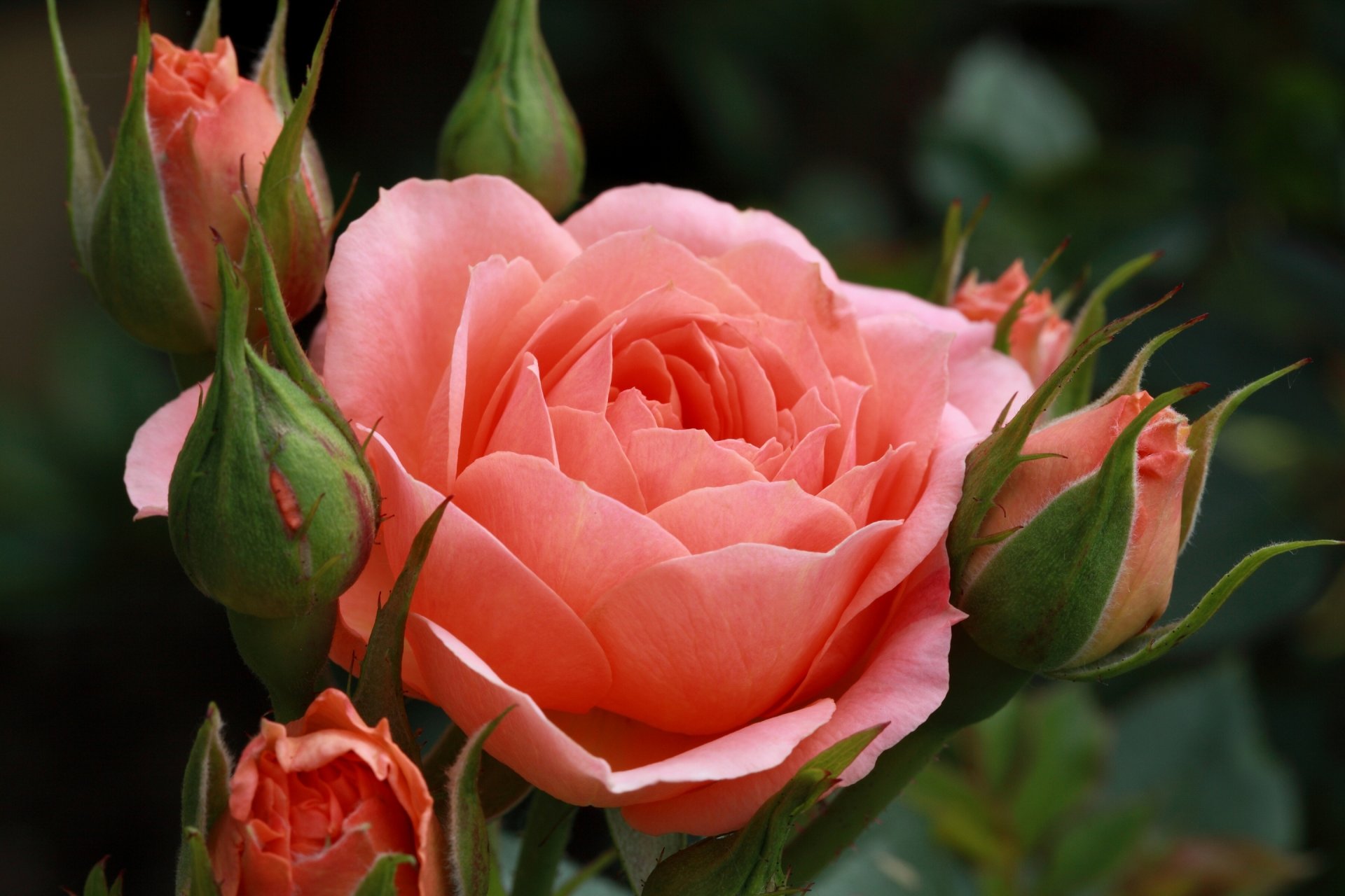 rose bourgeons gros plan