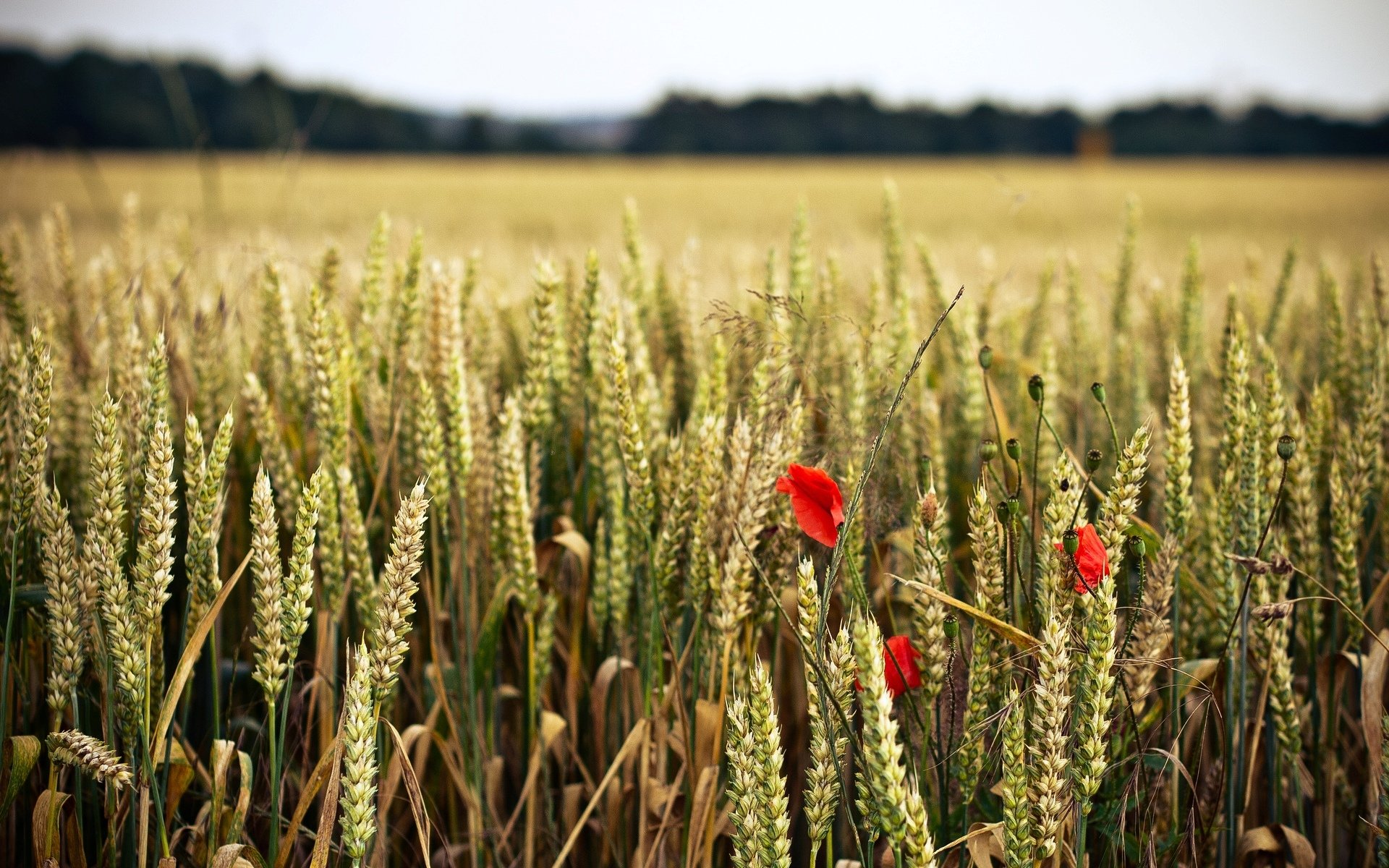 blumen blümchen blume feld weizen roggen ohren ährchen rot hintergrund tapete widescreen vollbild widescreen widescreen