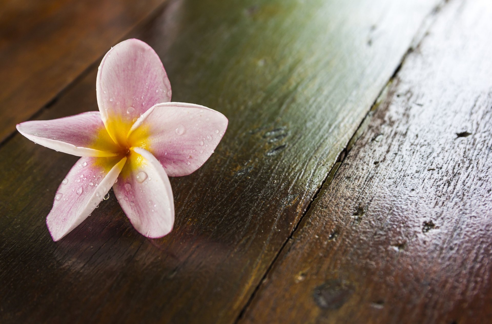 blumen blümchen frangipani plumeria lila hintergrund tapete widescreen vollbild widescreen widescreen