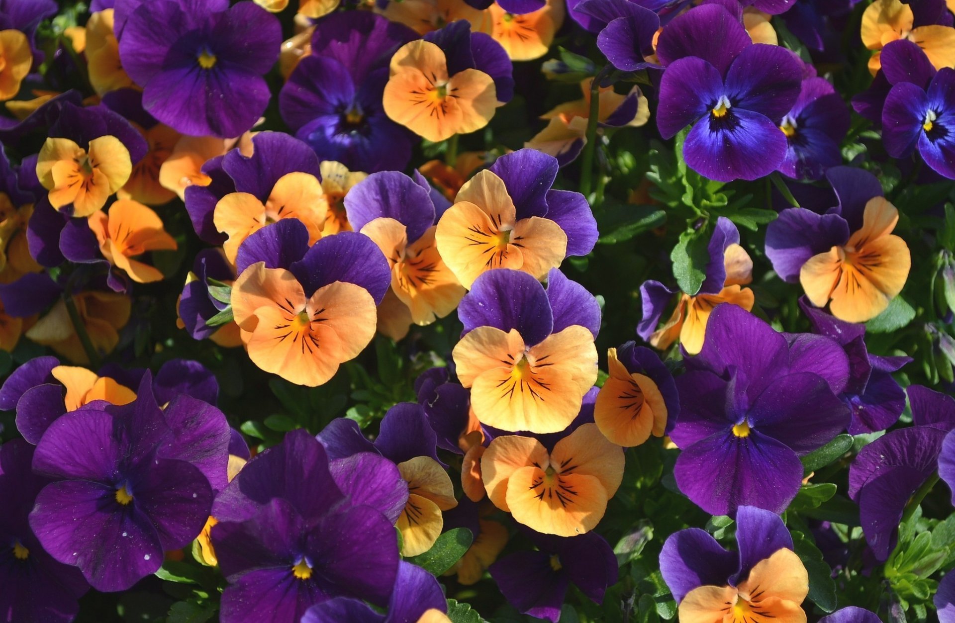 viola viole del pensiero fiori