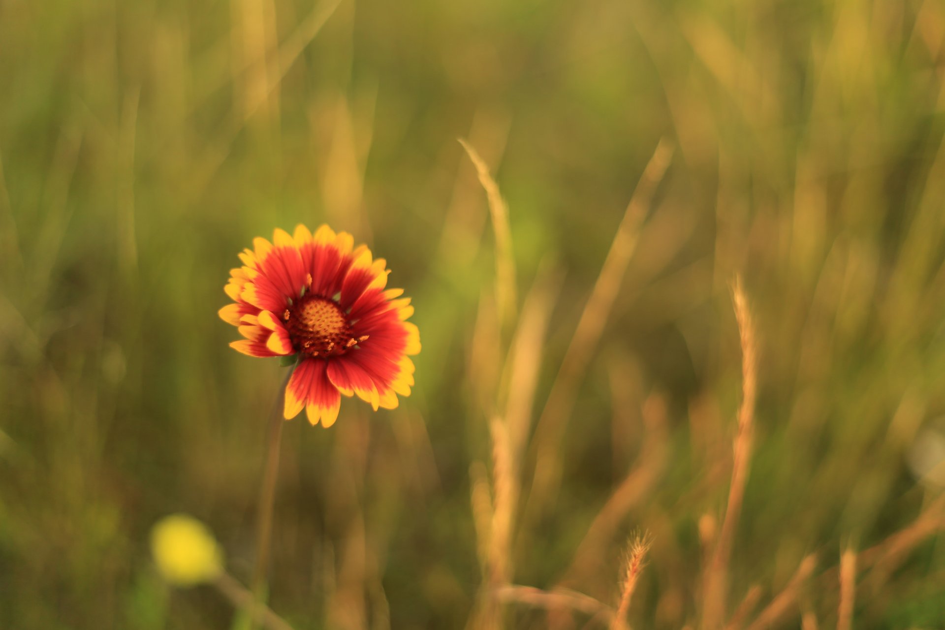 flowers flower red yellow green background wallpaper widescreen fullscreen widescreen widescreen