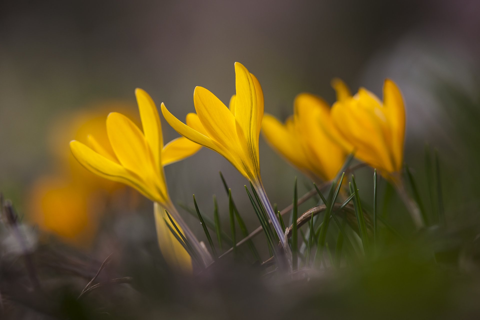 azafrán amarillo flores pétalos hierba primavera macro enfoque desenfoque