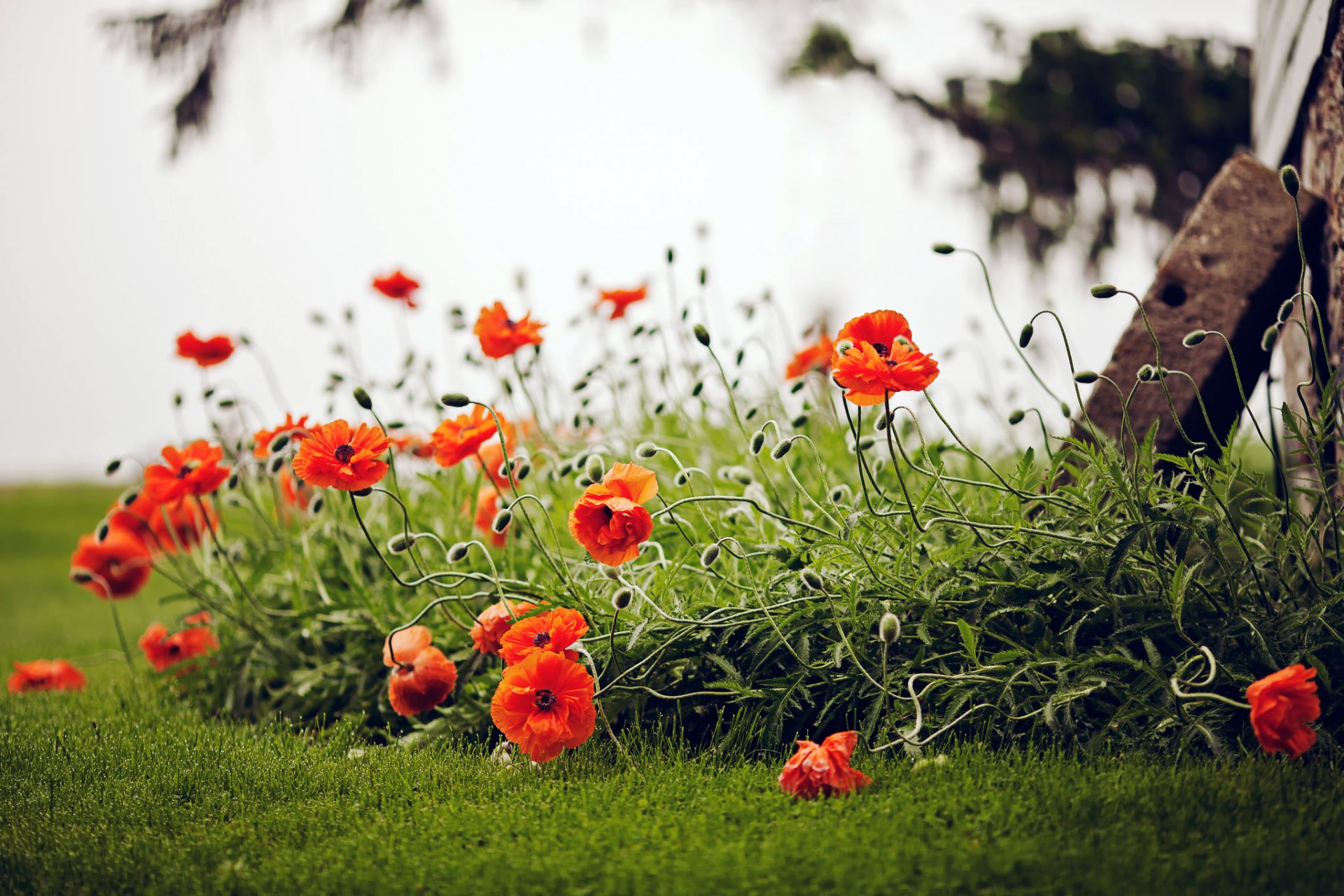 mohnblumen rot blumen gras feld natur grün sommer