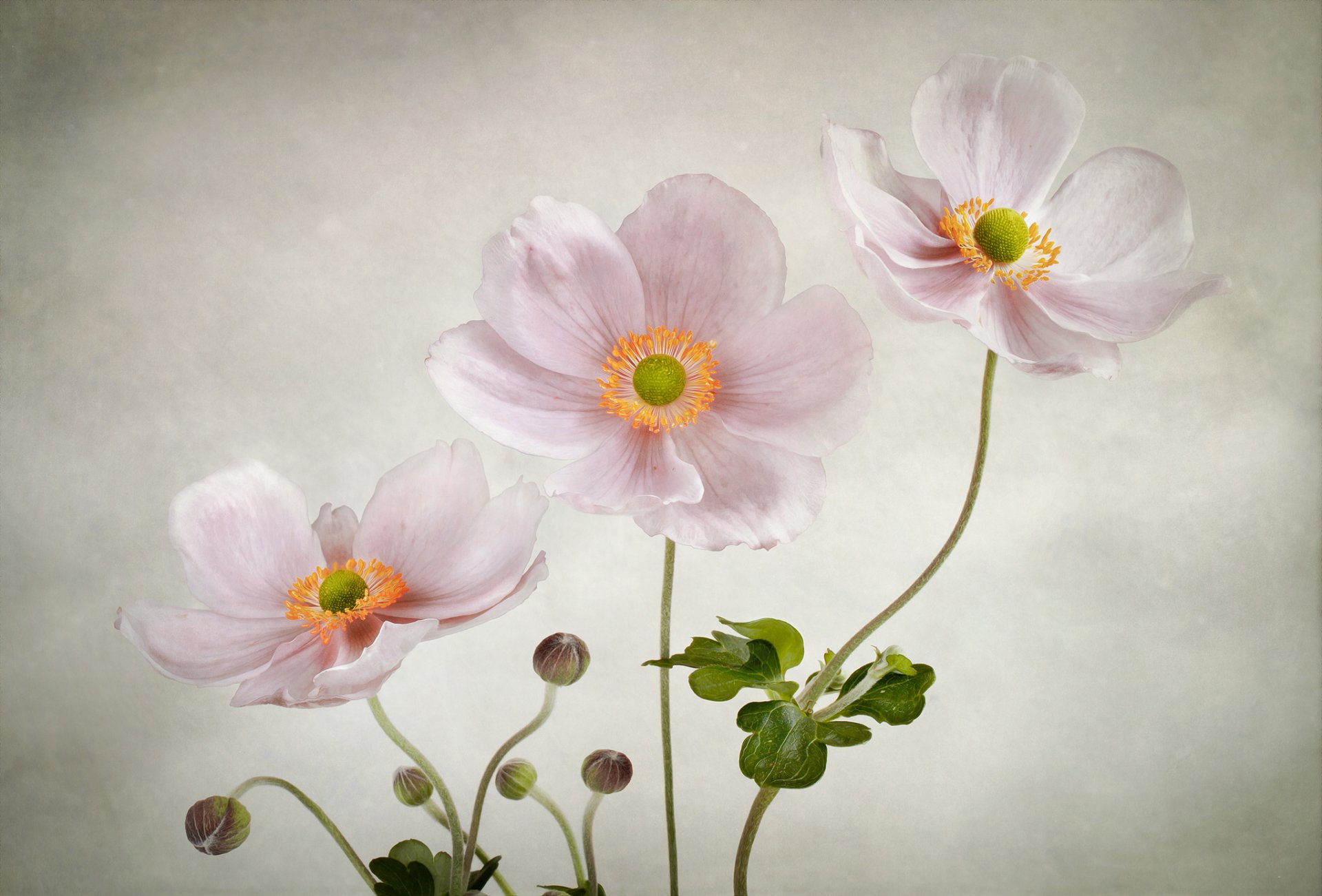 blumen rosa zart anemonen hintergrund