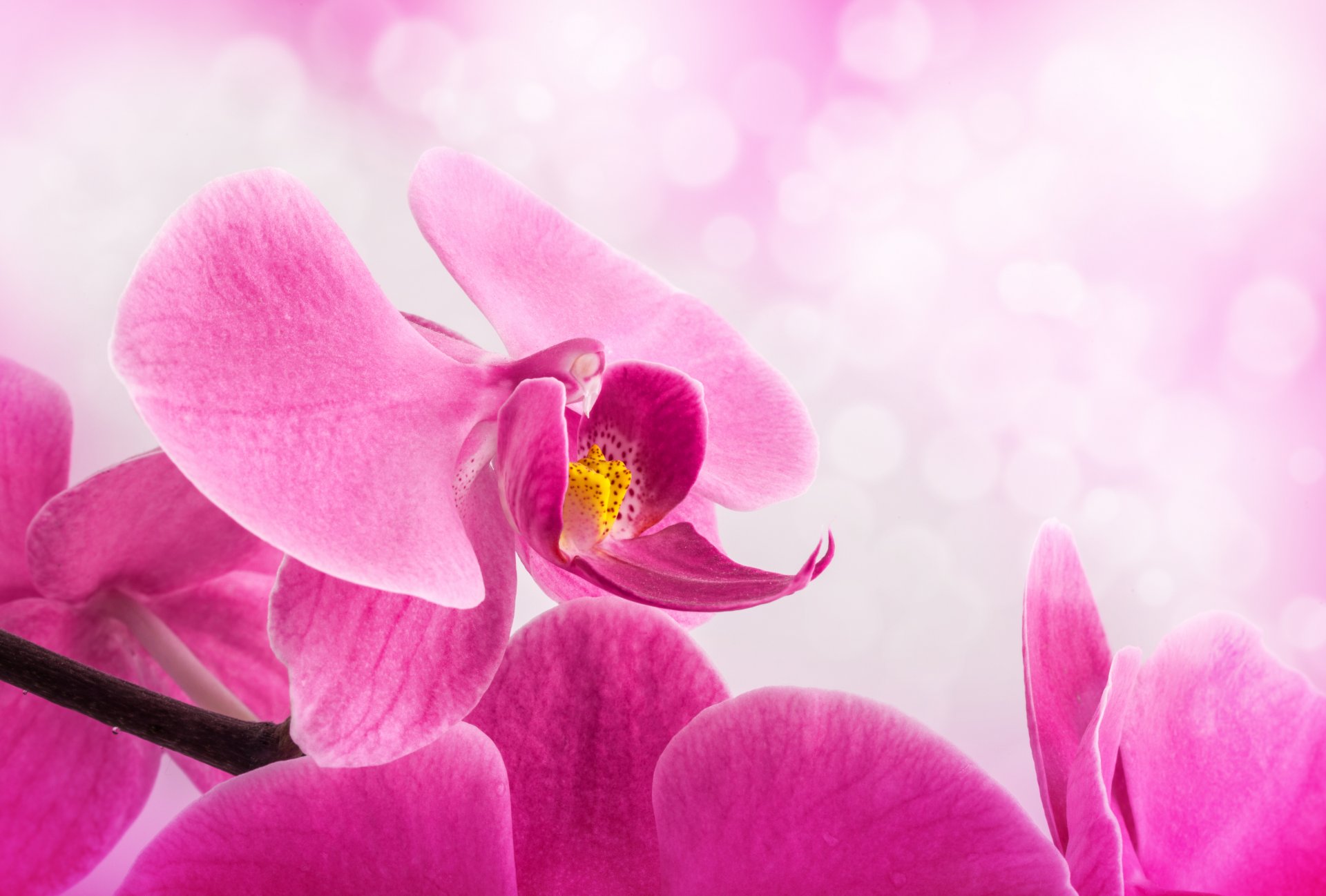 blume blütenblätter rosa orchidee stiel hintergrund