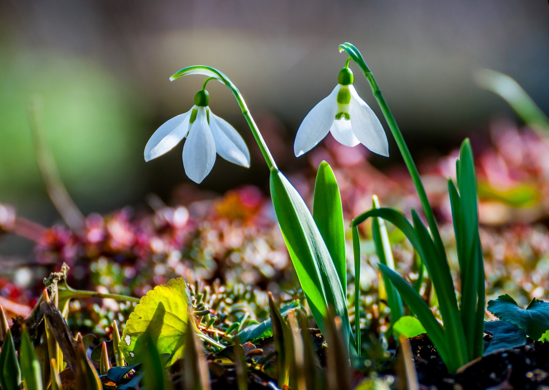 nowdrops spring nature