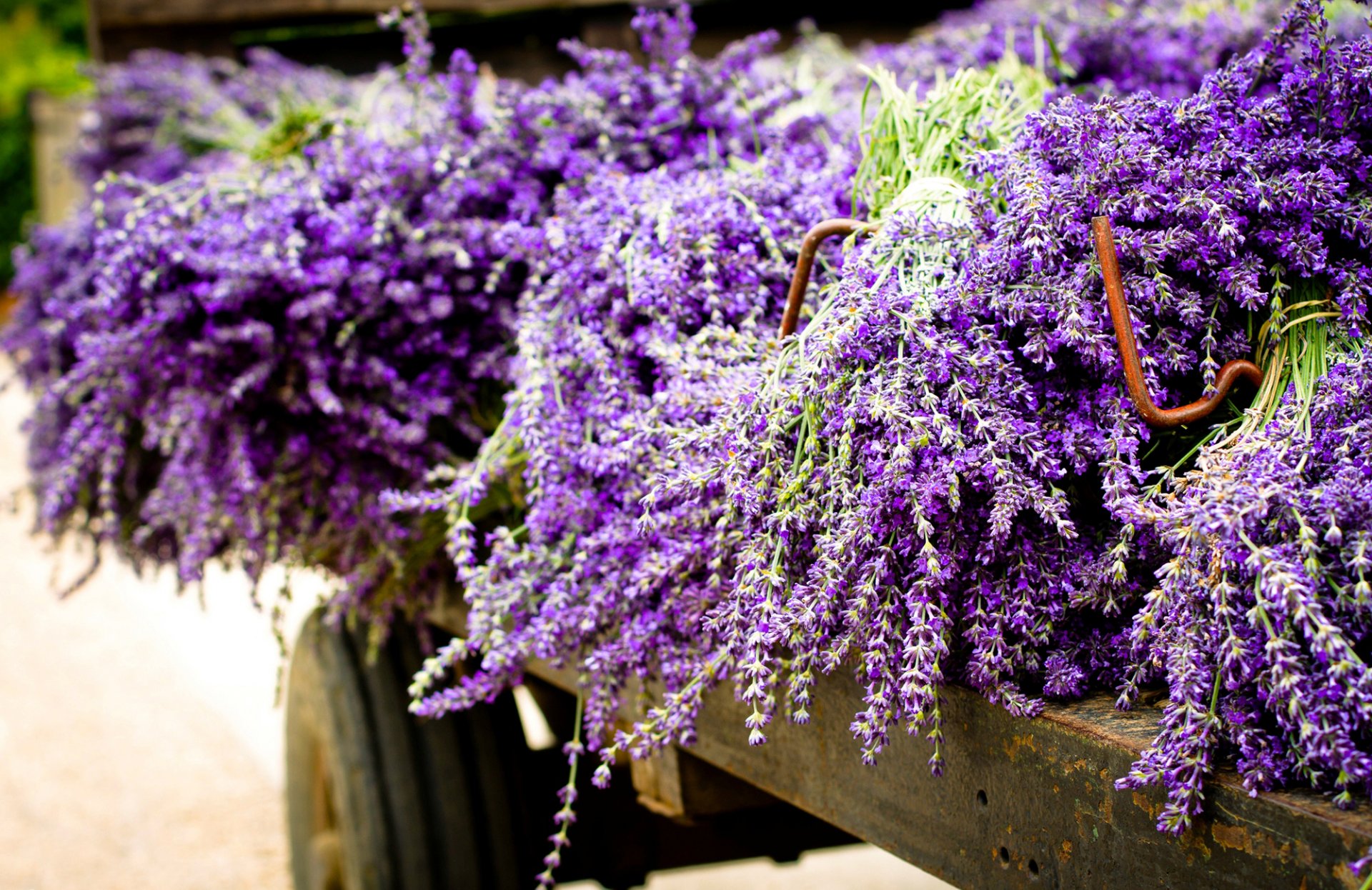 lavanda flores púrpura remolque