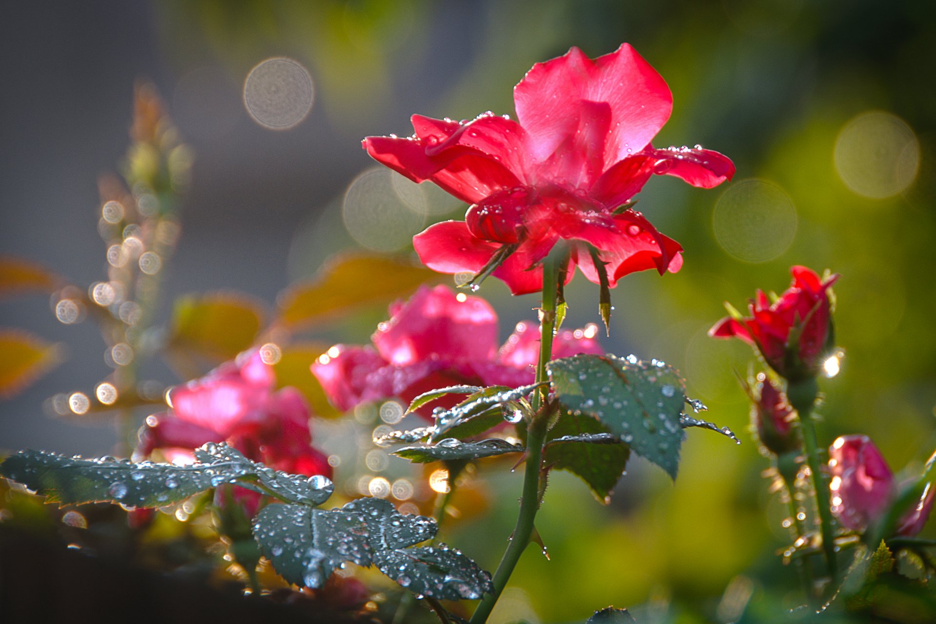 fiori rosa rosso rugiada petali macro