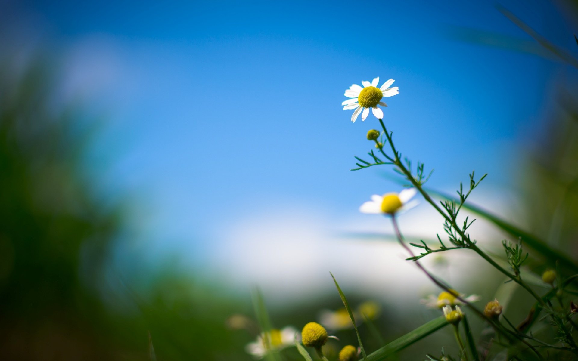 blumen blume blümchen kamille blätter unschärfe hintergrund tapete widescreen vollbild widescreen widescreen