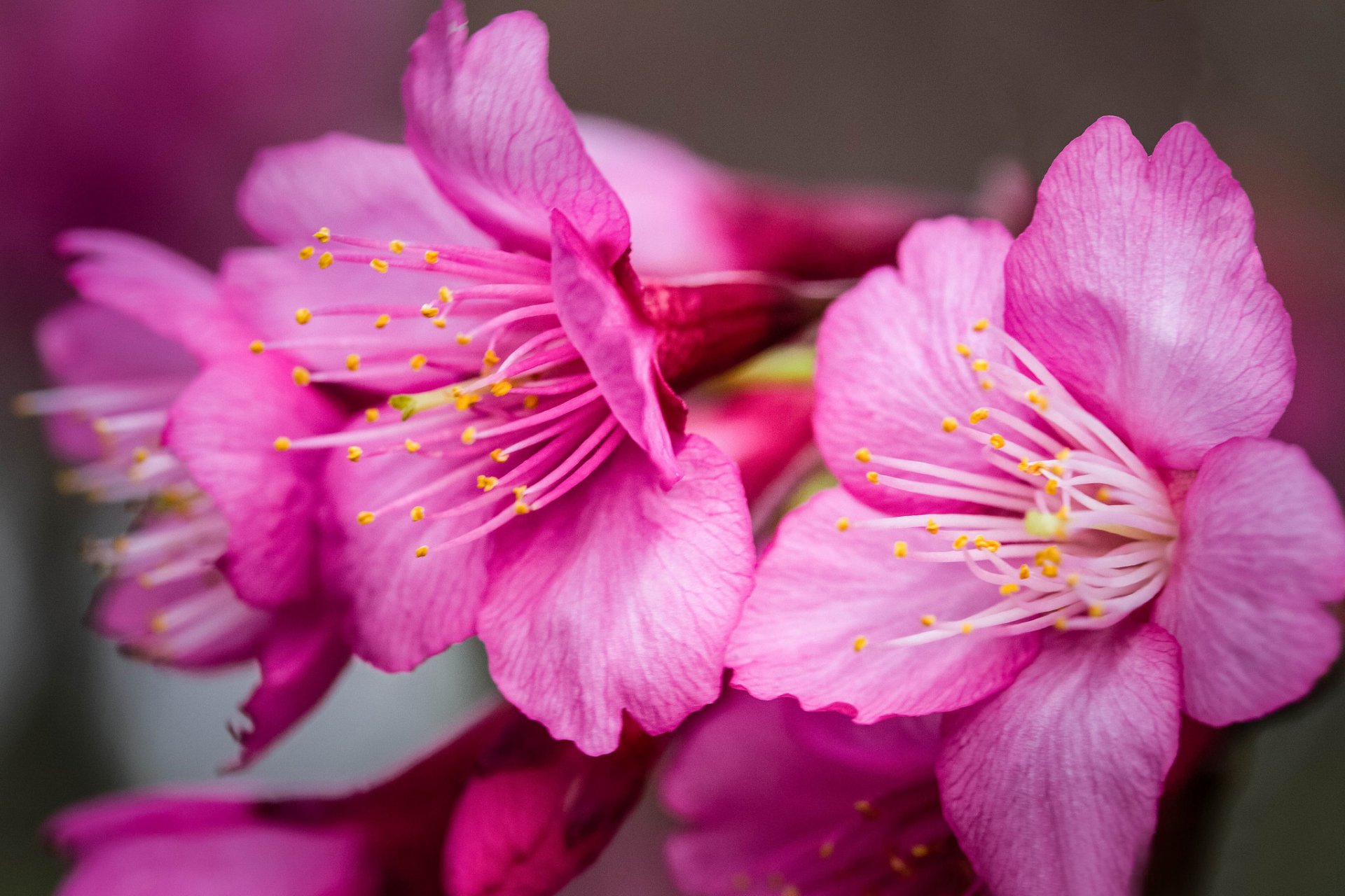 fleurs rose sakura gros plan