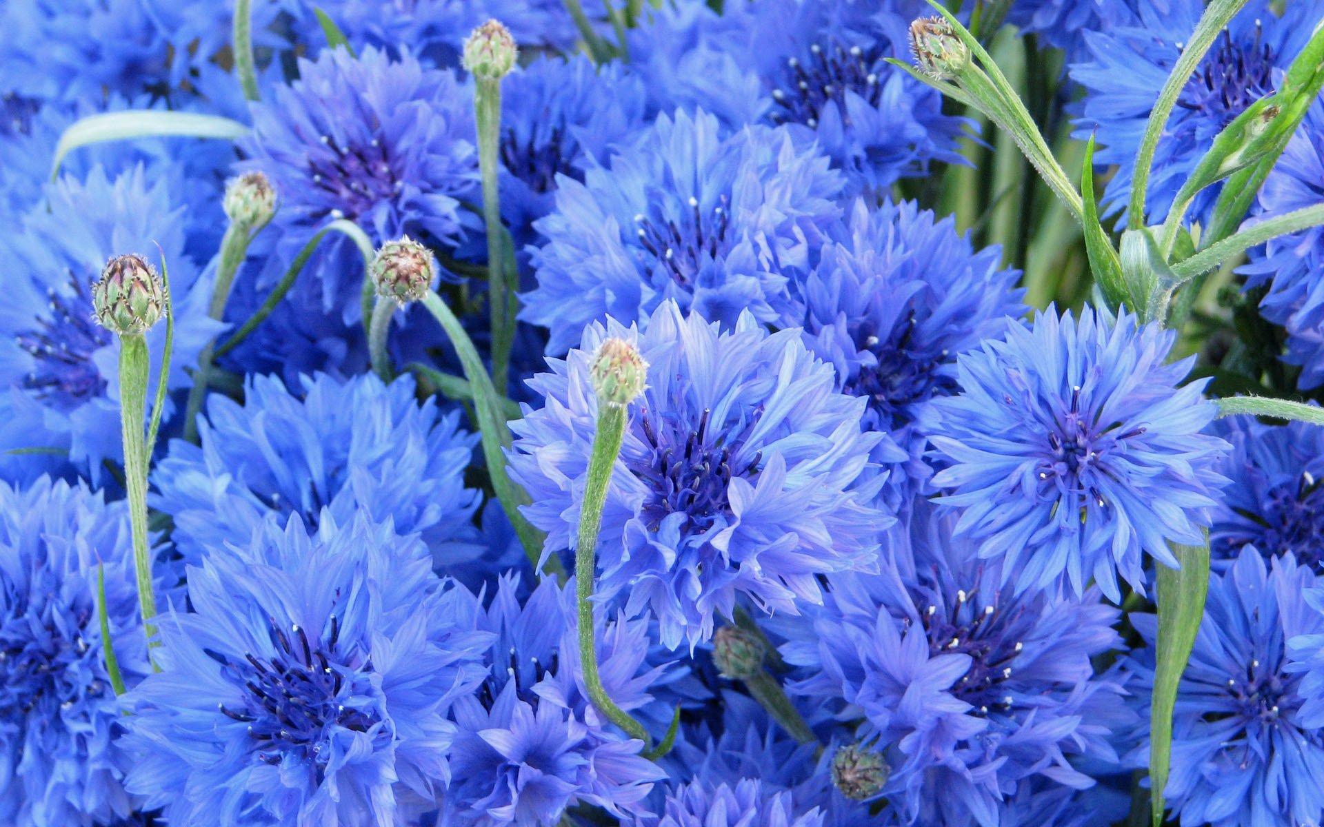 kornblumen blumen blau kornblume