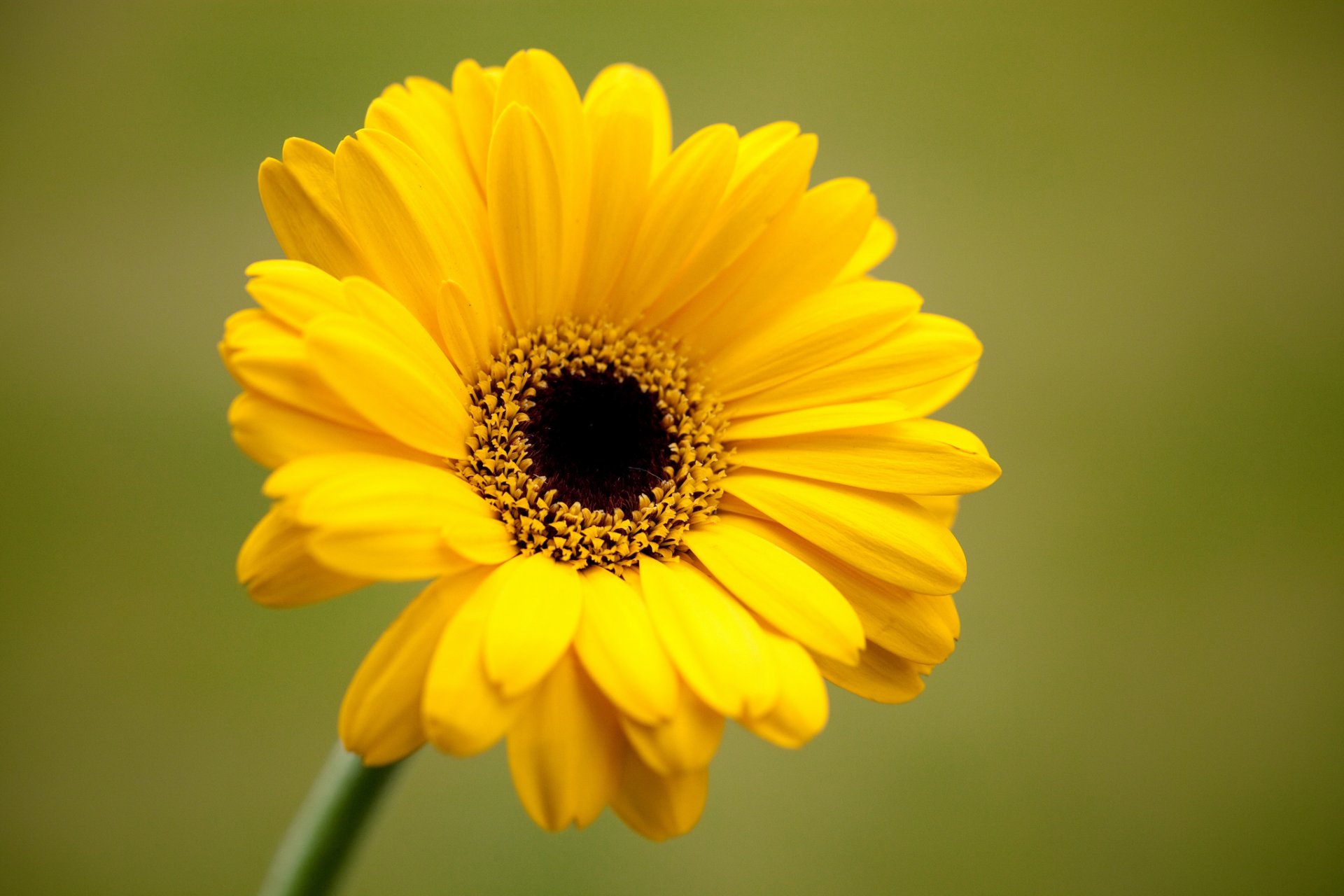 gerbera blume gelb blütenblätter hintergrund grün