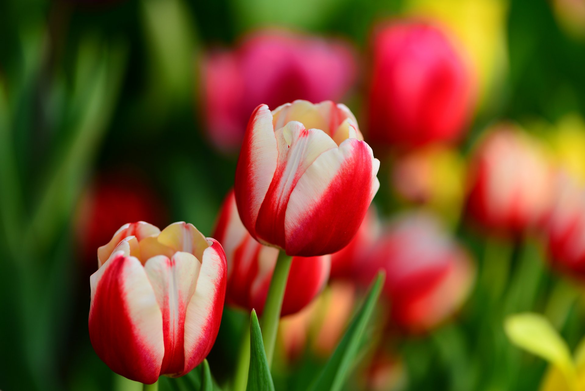 tulips buds red and white leaves flower spring