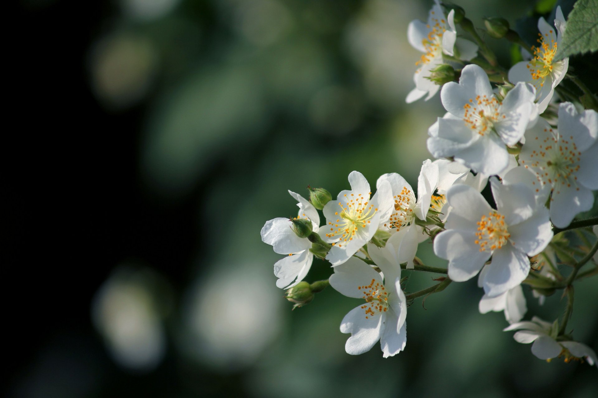 branche fleurs blanc floraison printemps éblouissement