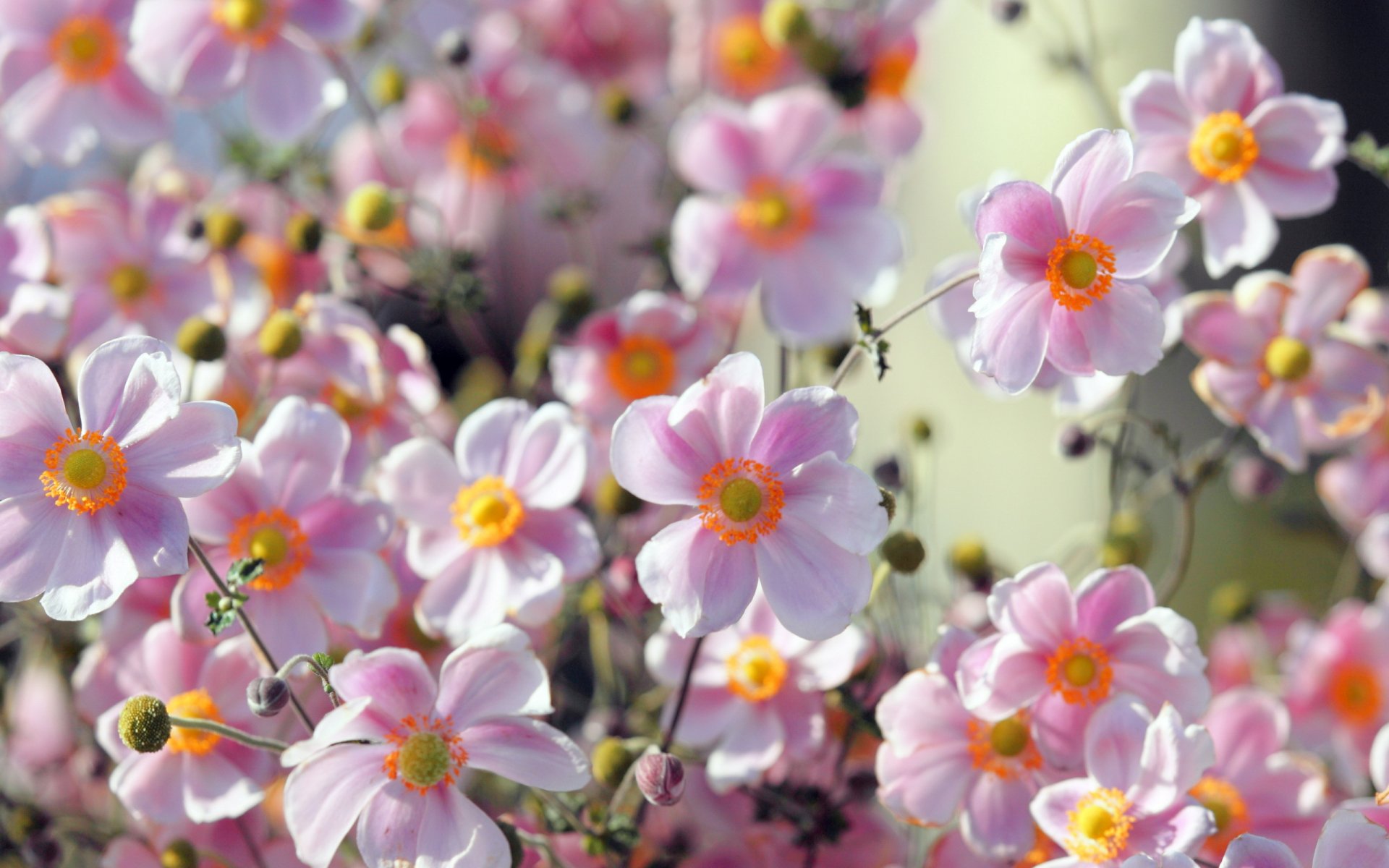 fleurs été nature