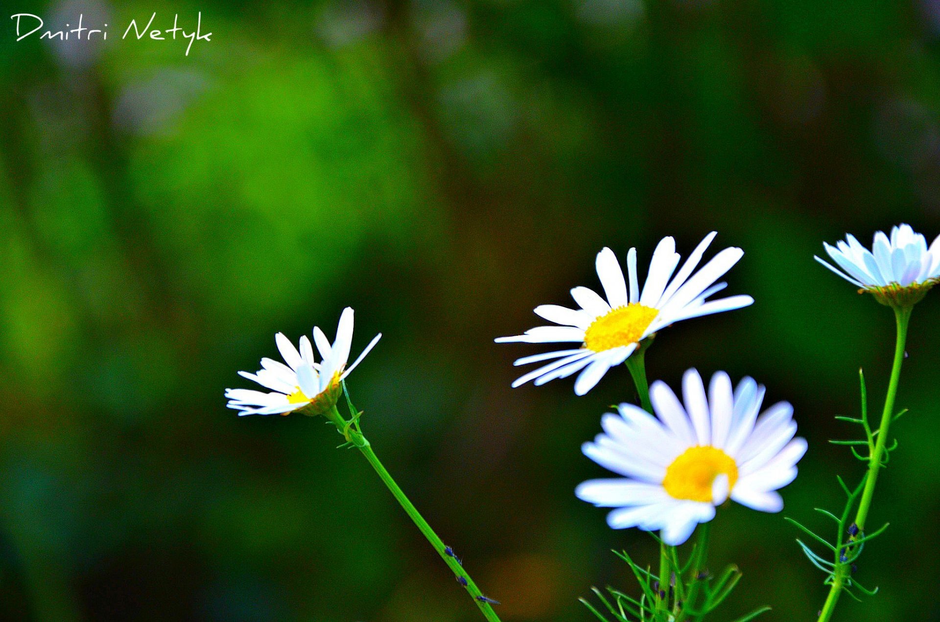 flowers daisies nature garden clearing plants grass flowering background wallpaper