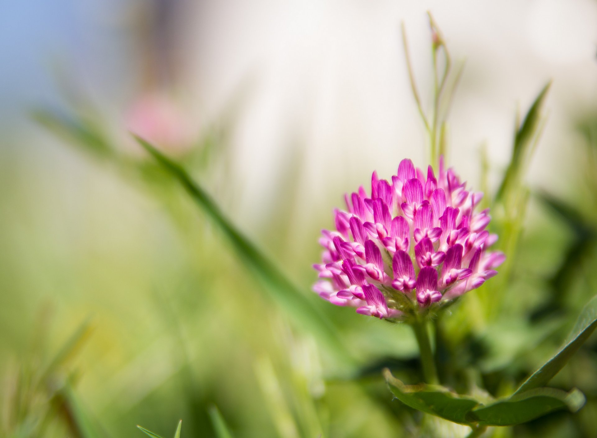 flower pink clover background