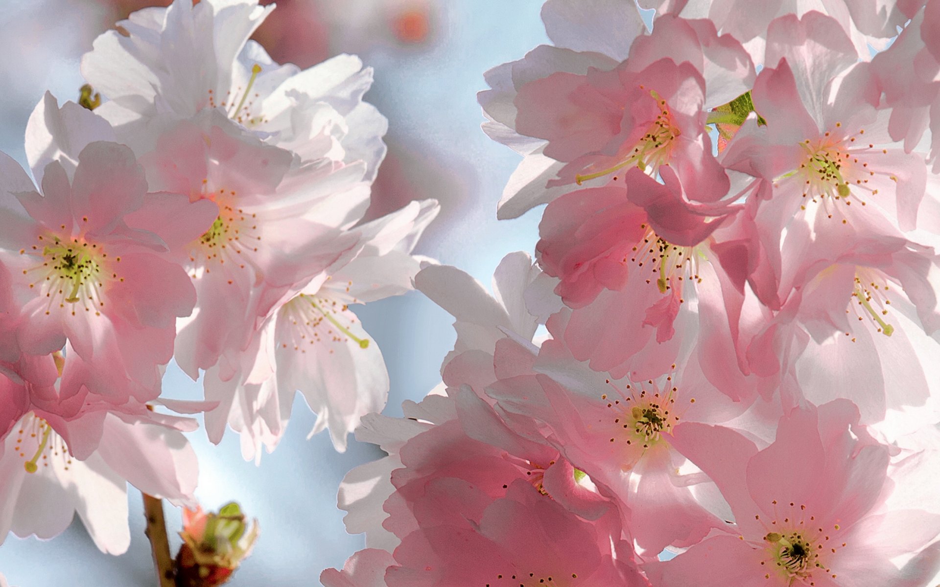 pring flowers cherry sakura blossoms tender pink petals sky beauty bloom flower sweet buds branches blue background