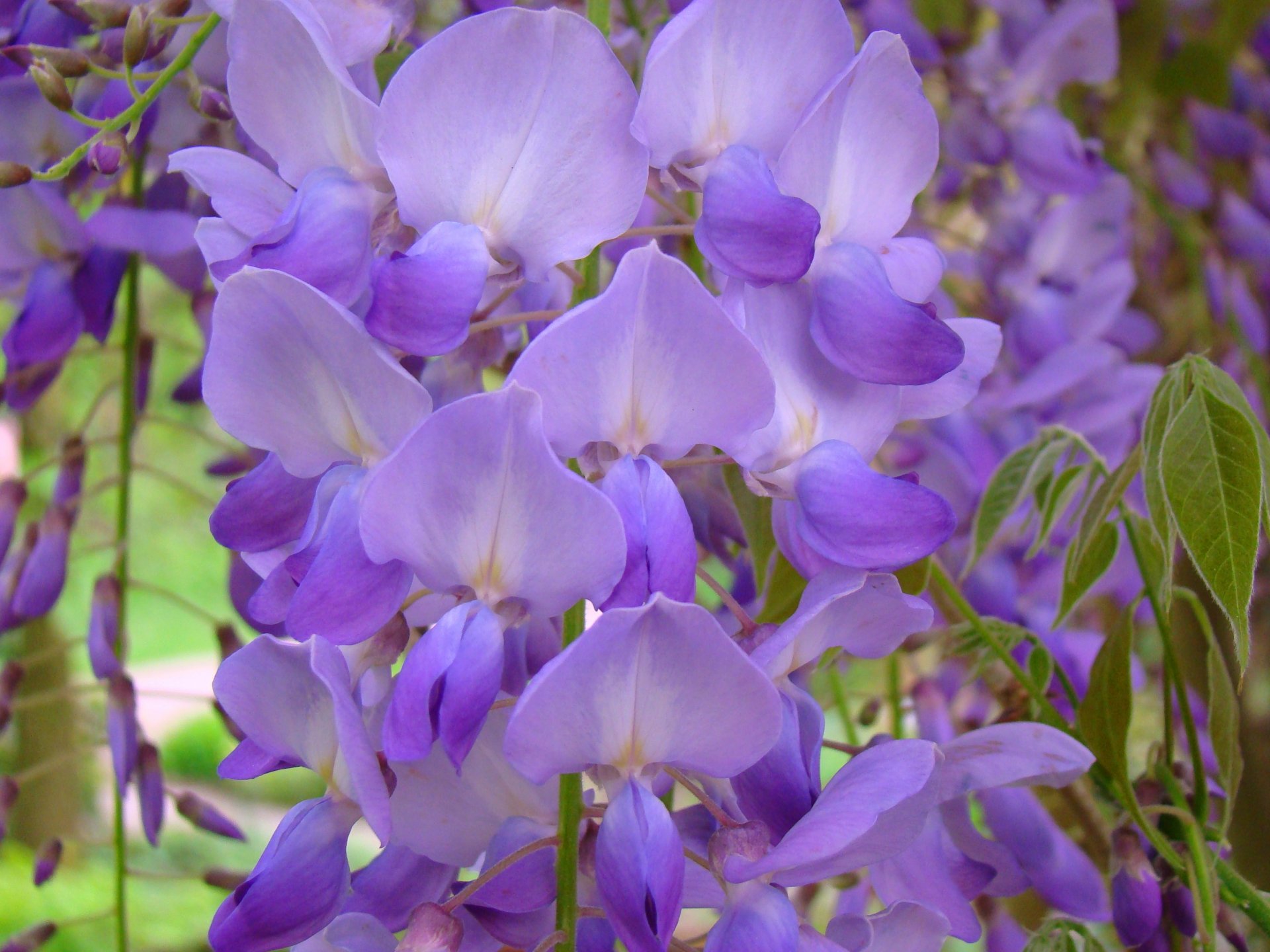 glicinas wisteria flores macro lila amatista púrpura verde pincel primavera hojas