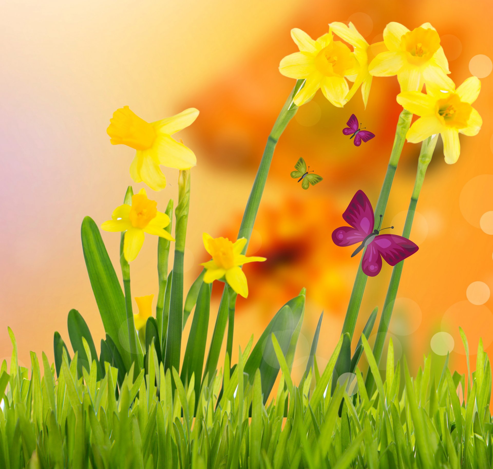 pring flowers yellow meadow butterflies spring yellow daffodils butterflies grass flowering