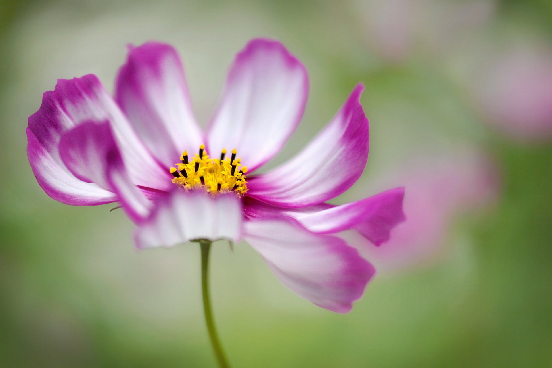 fleur gros plan pétales