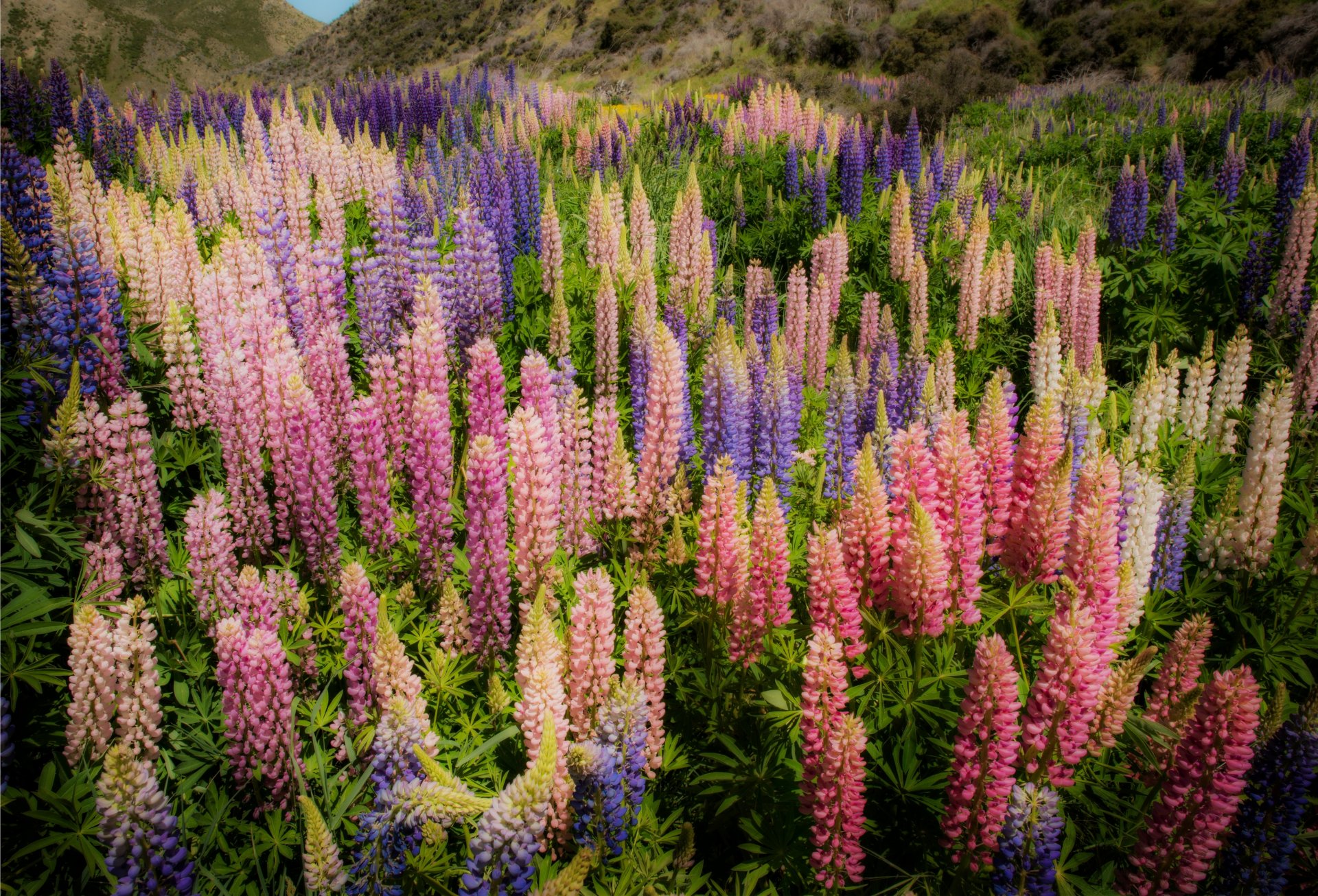 nouvelle-zélande lupin