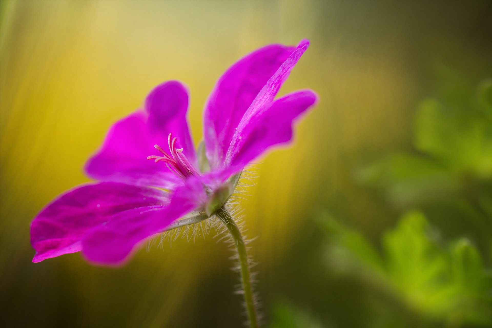 fiore rosa petali macro