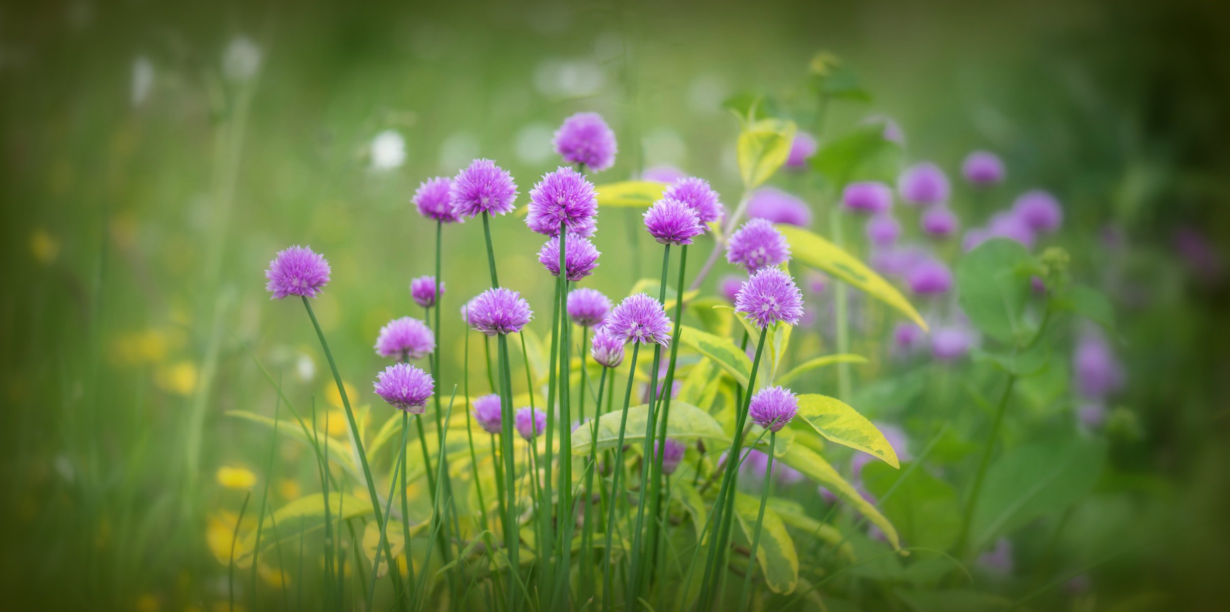 zwiebel lila blumen blüte gras grün