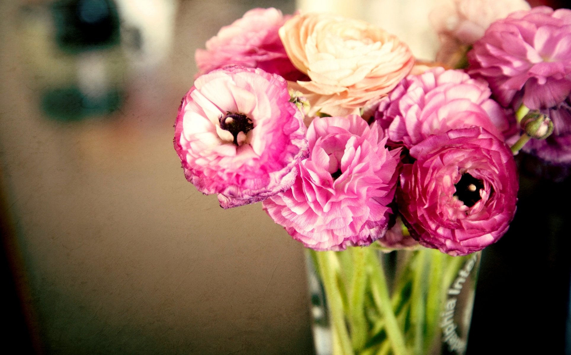 buttercups ranunculus flower pink leaves buds petals vase bouquet