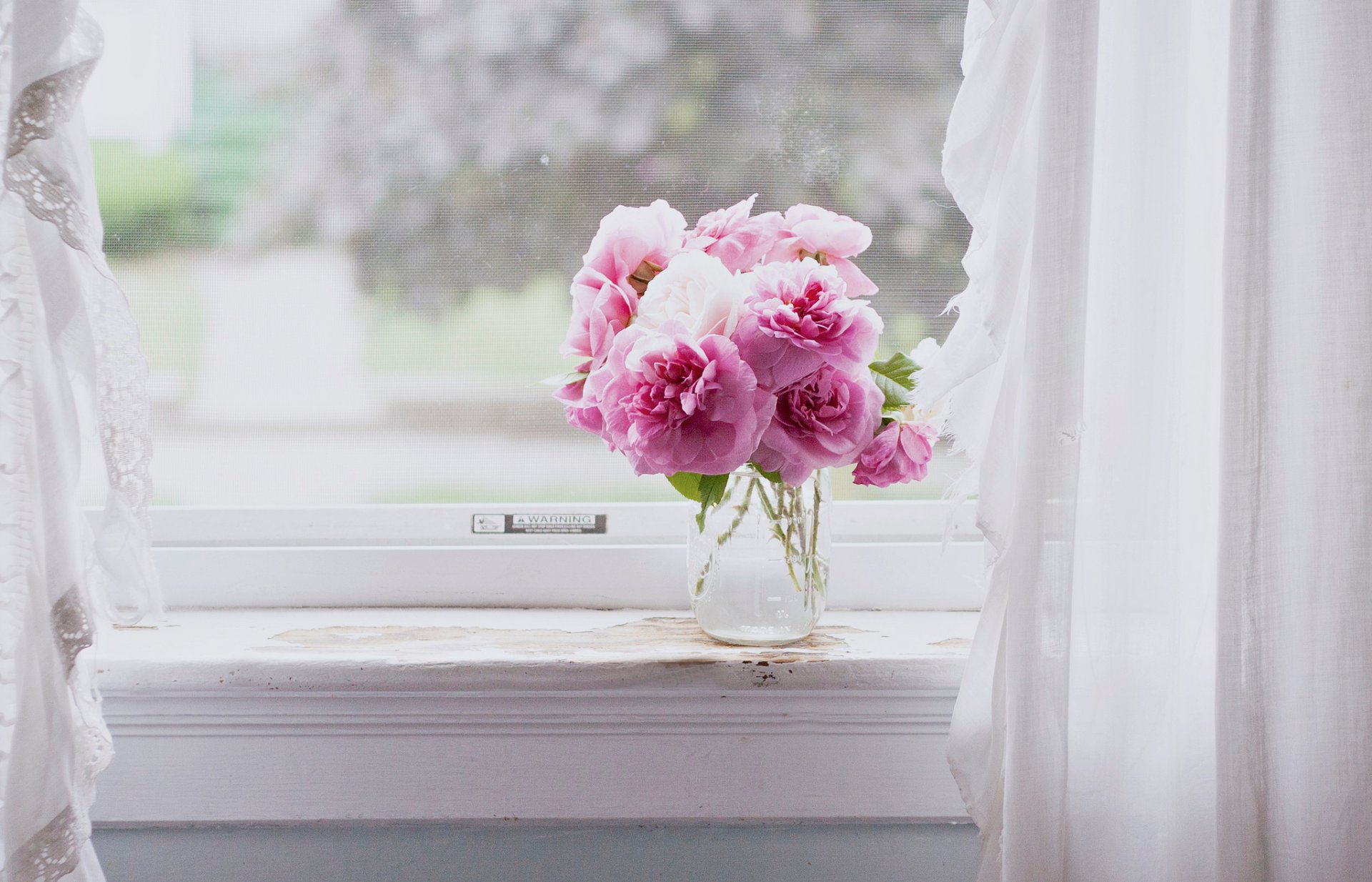 fleurs fleurs roses rose fenêtre nature morte