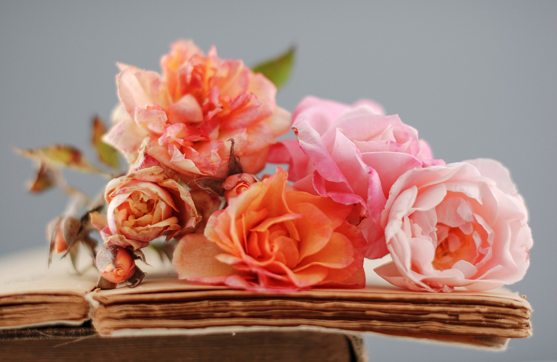 rosen orange rosa blumen trocken bücher alt seiten