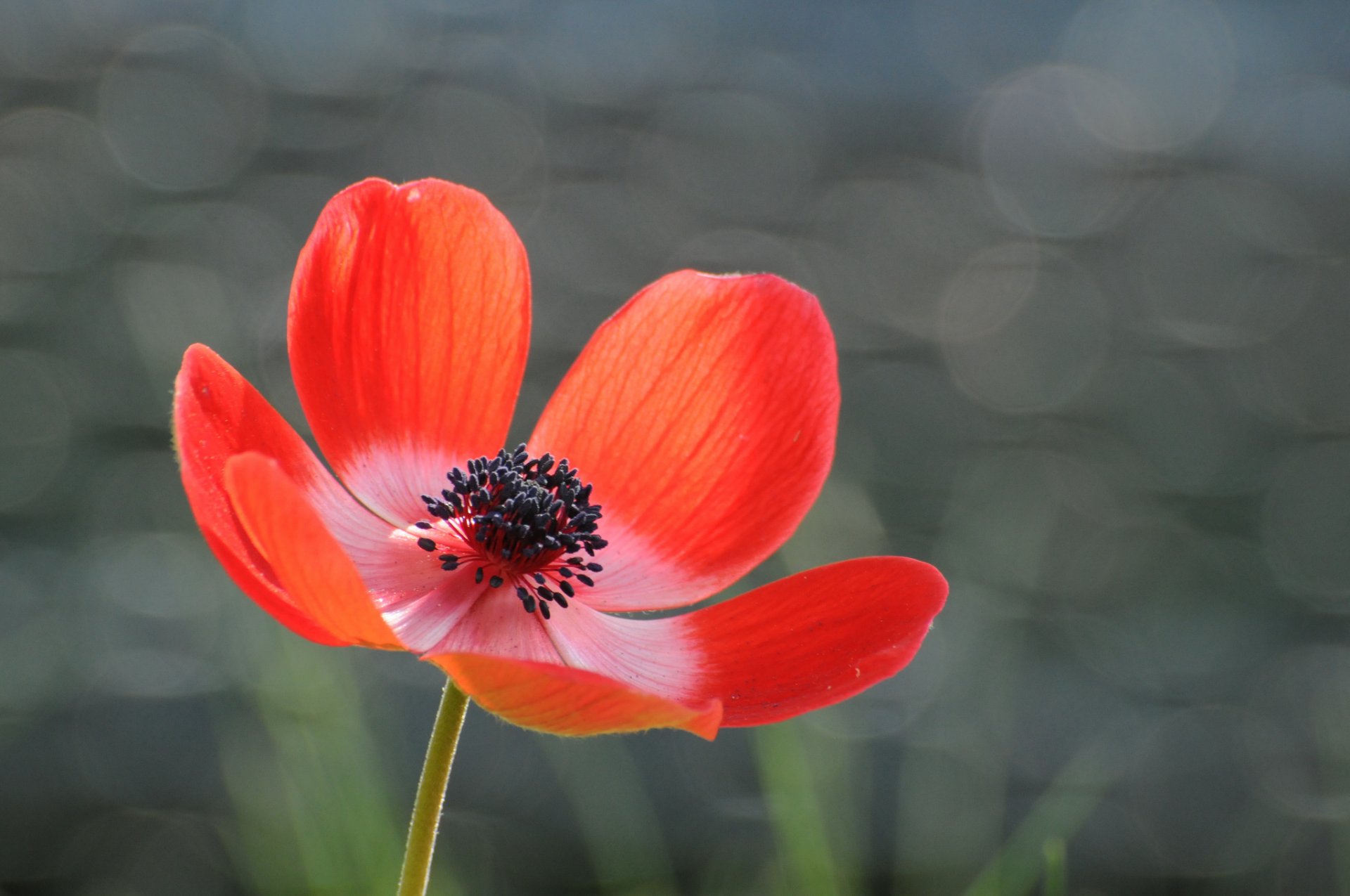 anemone red flower petals grey background reflection