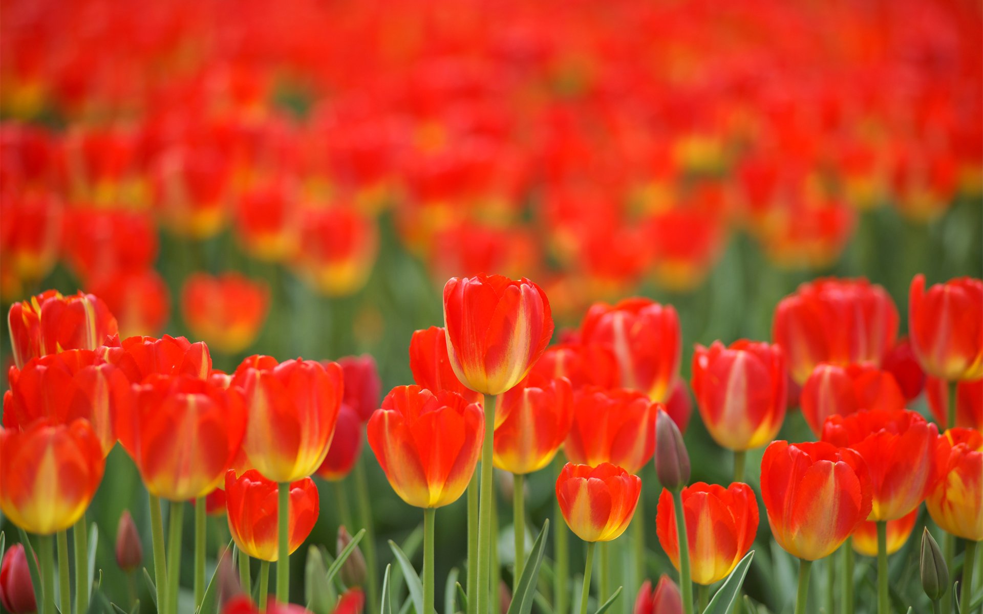 fiori tulipani rossi campo primavera