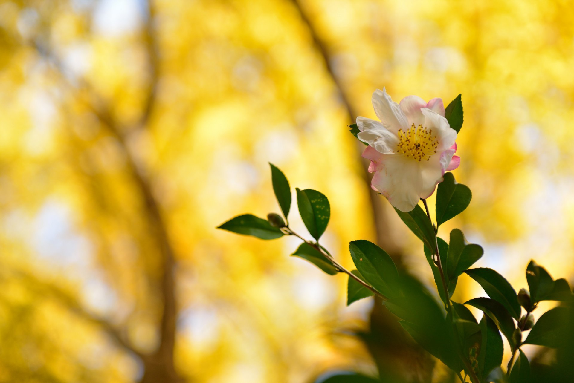 fleur blanc et rose branches feuilles fond