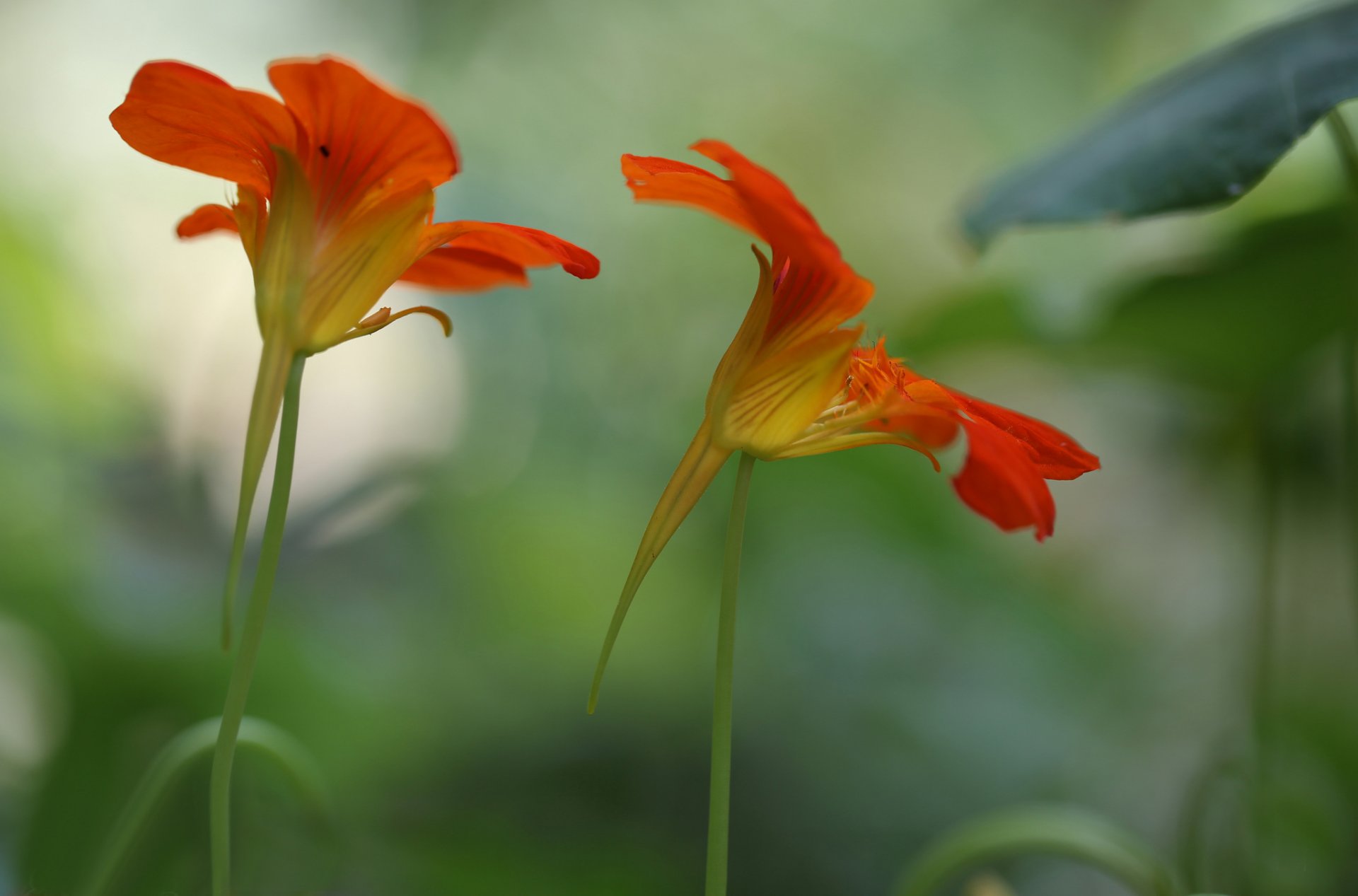 fiori rosso-arancio sfondo sfocatura