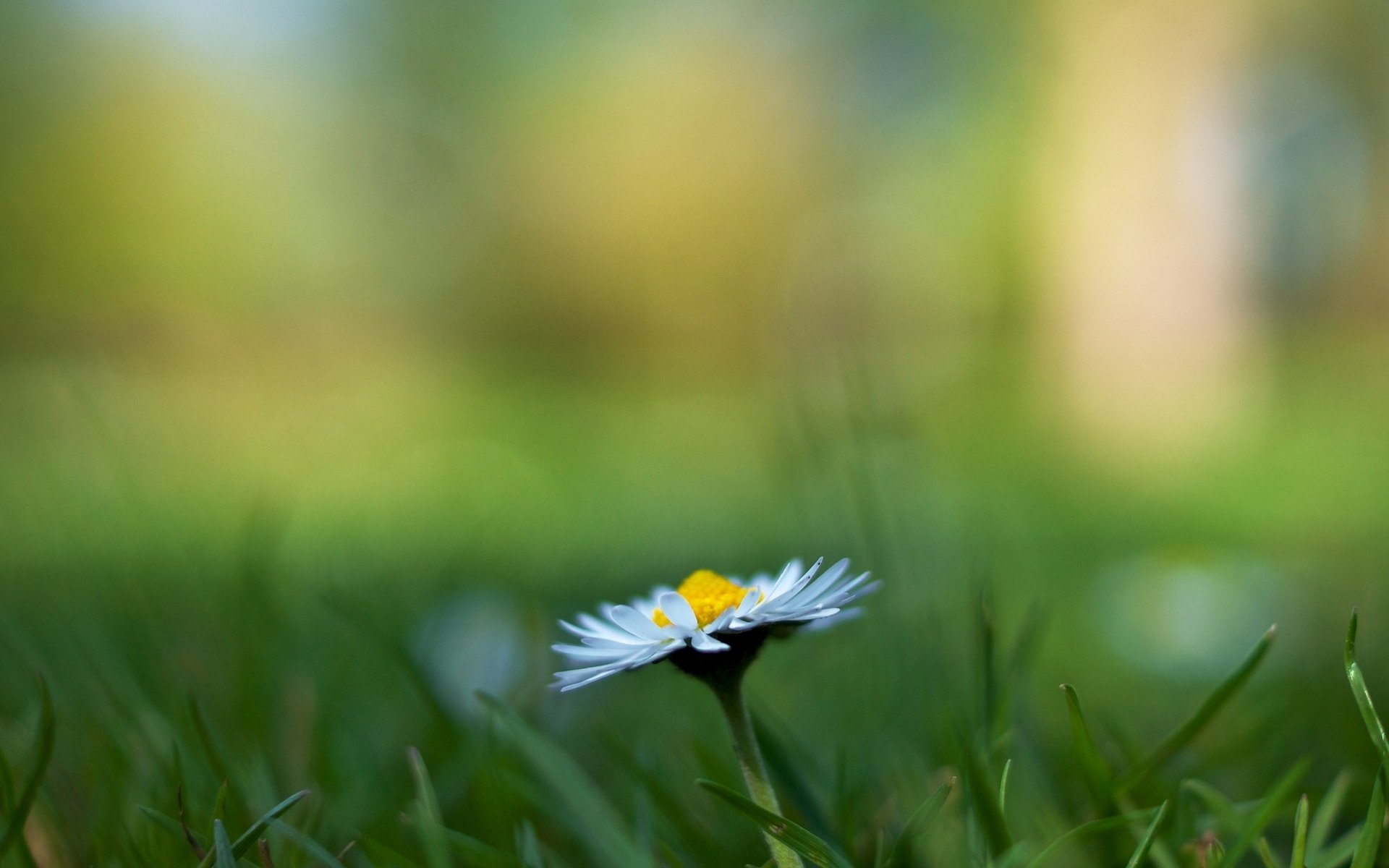 fiori fiori margherita erba verde sfocatura fiore sfondo carta da parati widescreen schermo intero widescreen widescreen