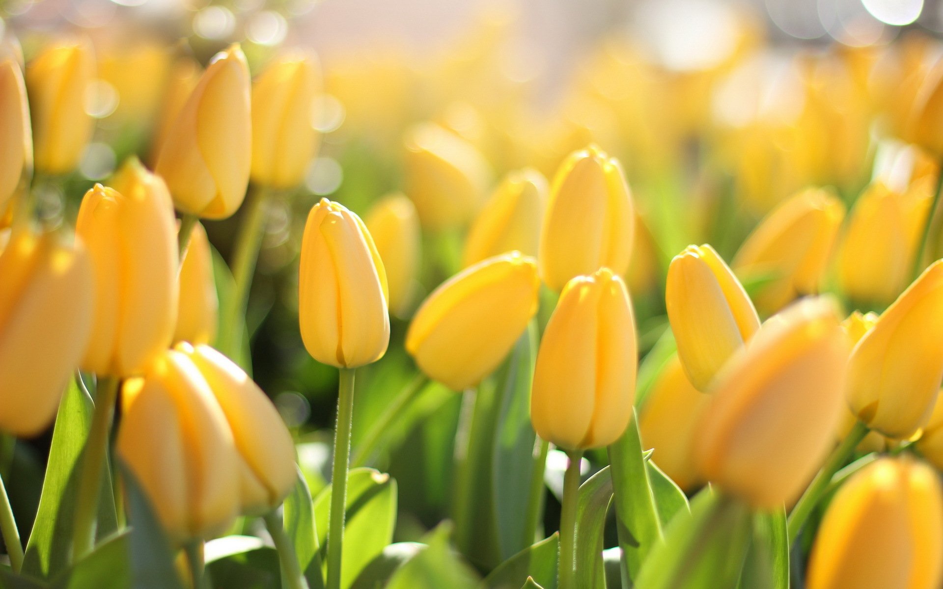 flores tulipanes macro