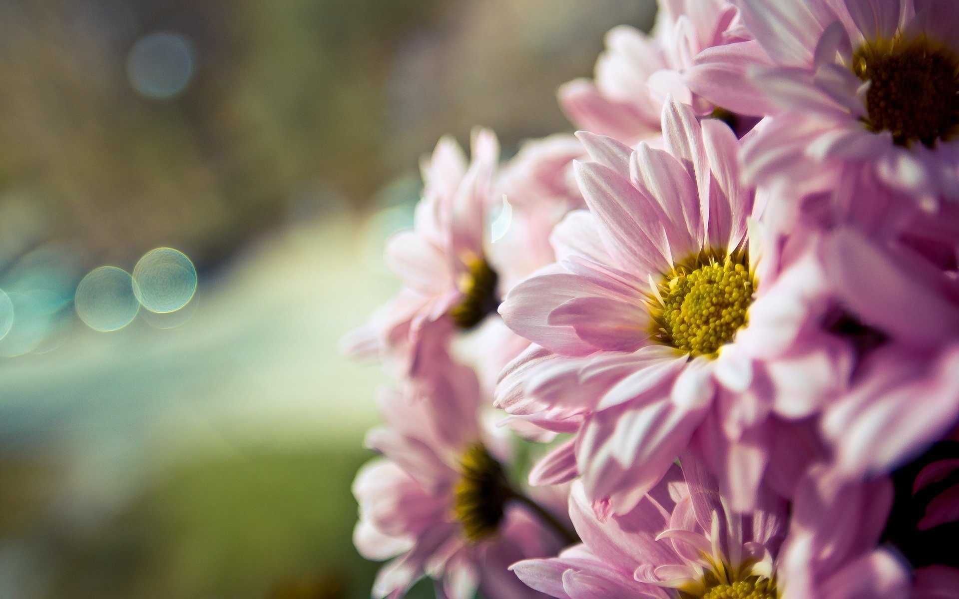 blumen blume blümchen rosa makro makro unschärfe bokeh hintergrund tapete widescreen vollbild widescreen widescreen