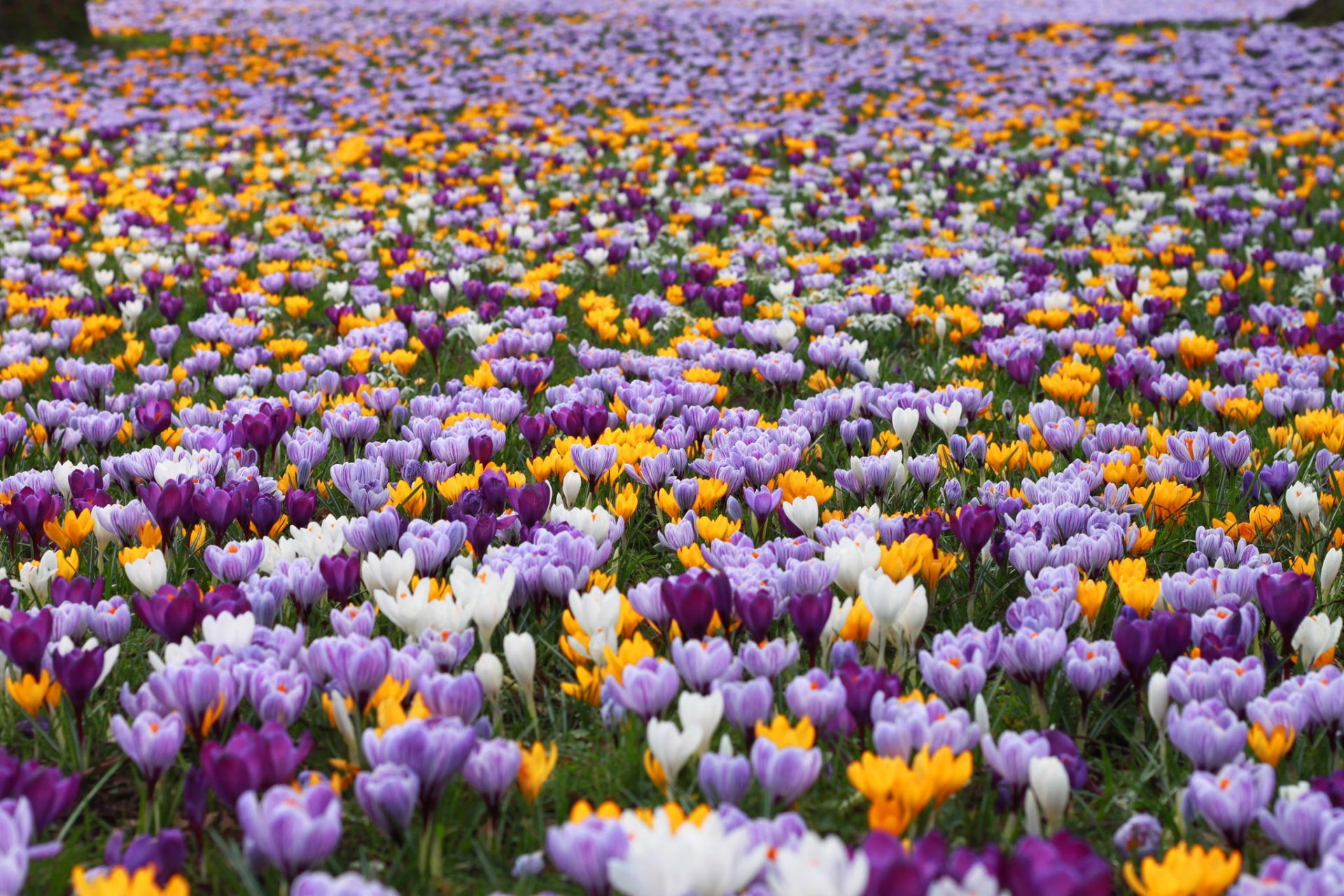 campo azafranes primavera flores