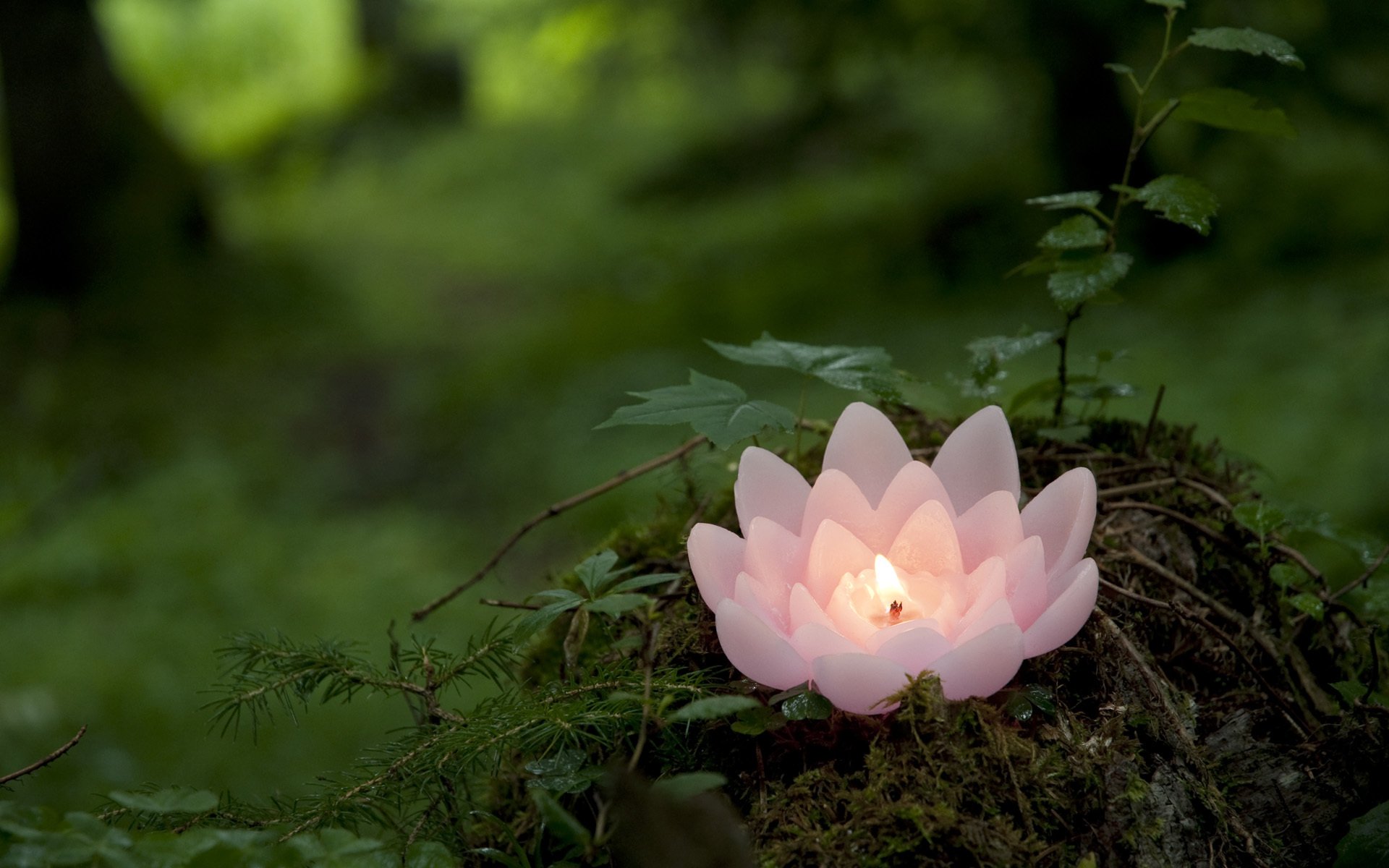 bougie lotus rose verdure forêt