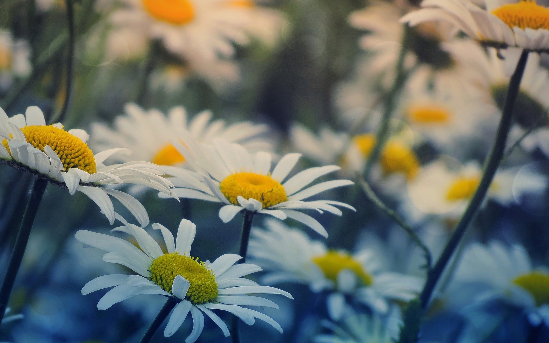 blumen blumen gänseblümchen hintergrund tapete widescreen vollbild widescreen widescreen