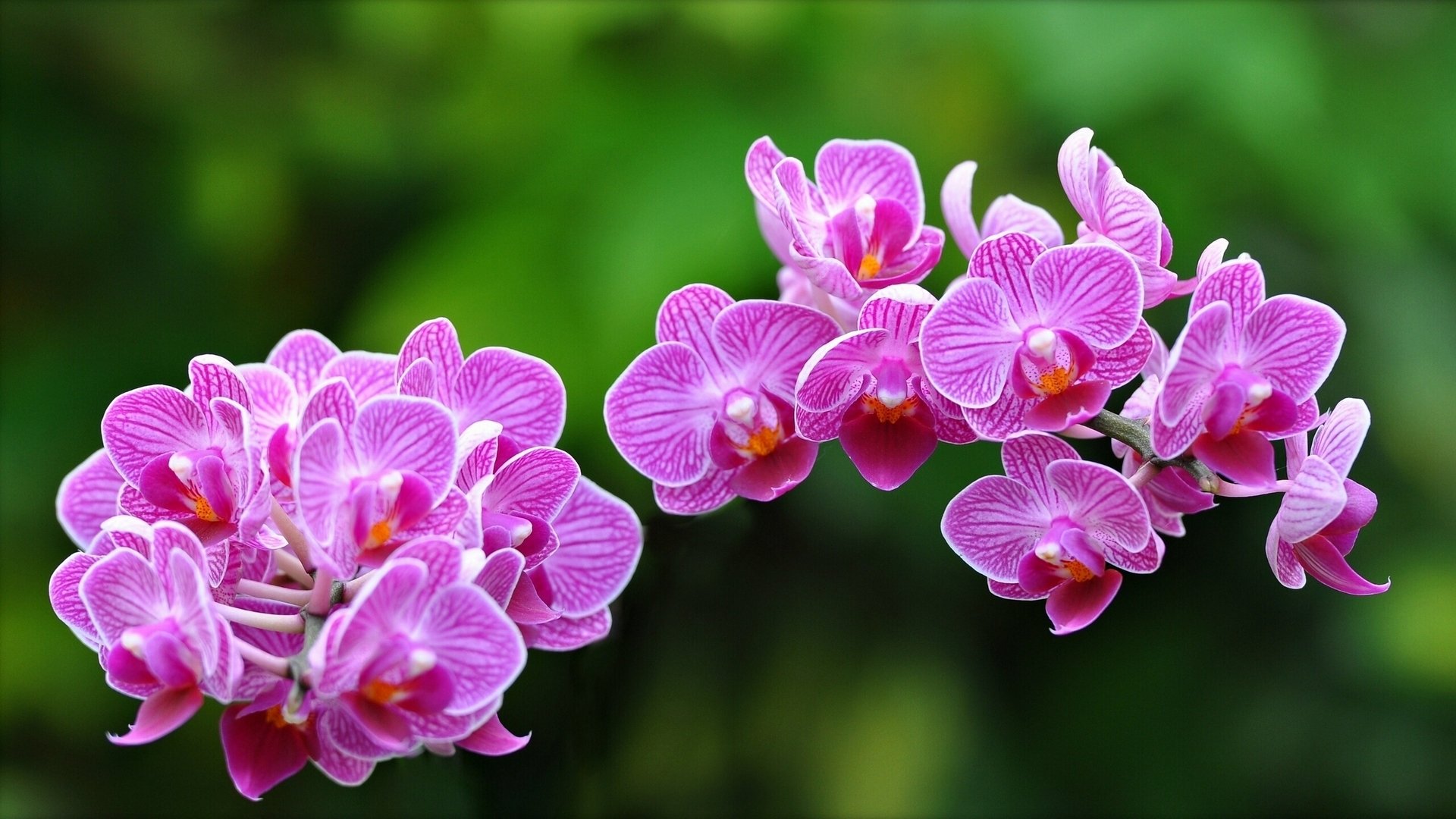 orchidées exotique gros plan