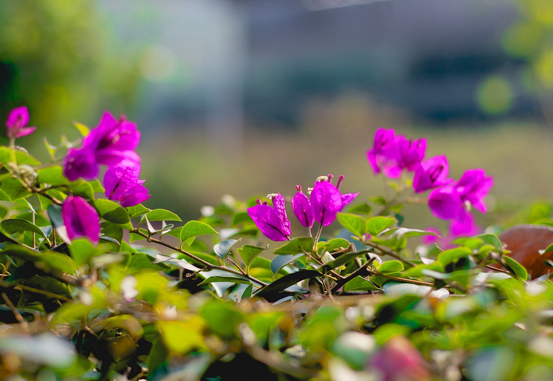 branches leaves flower pink