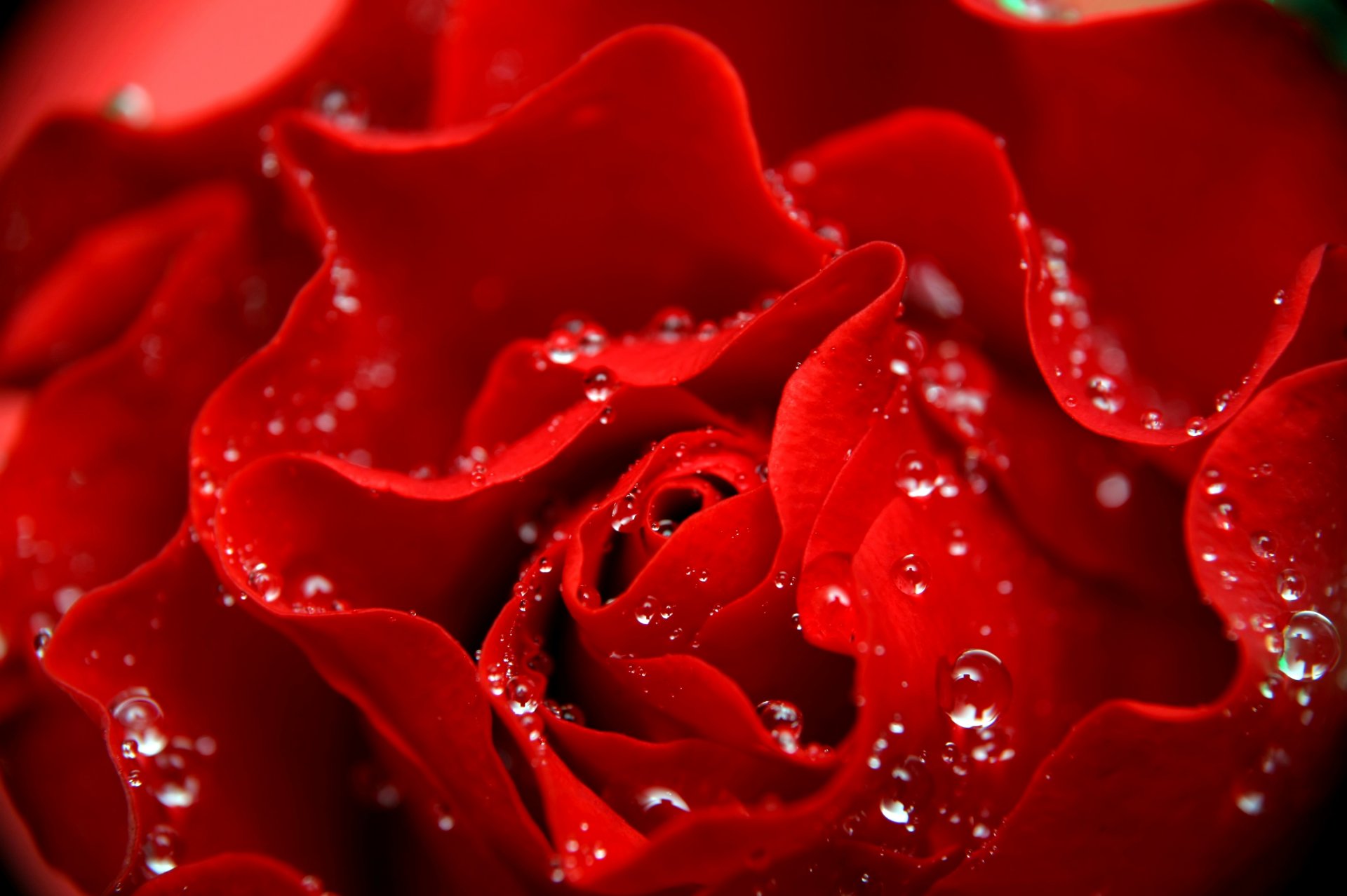 rose red drops droplets petals close up