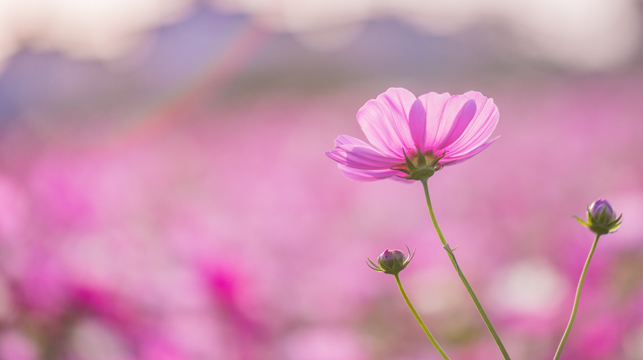 cosmea rose fleur pétales champ macro mise au point flou