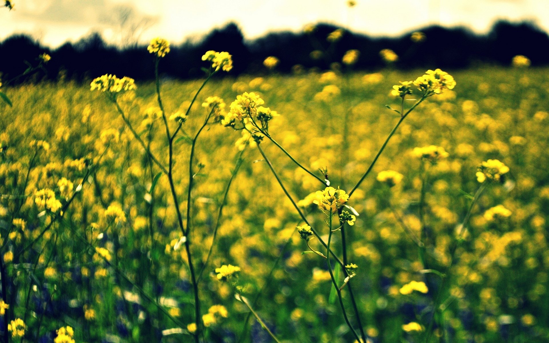 flowers flowers flower yellow blur bokeh background wallpaper widescreen fullscreen widescreen widescreen