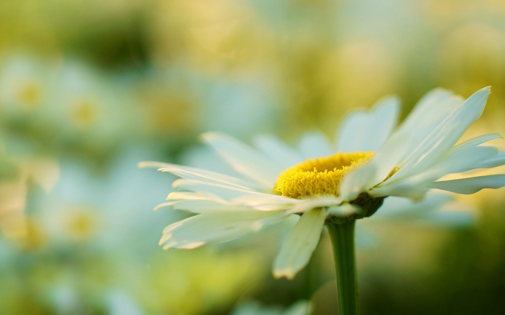 flowers flower flower daisy plant yellow white macro blur background wallpaper widescreen fullscreen widescreen widescreen