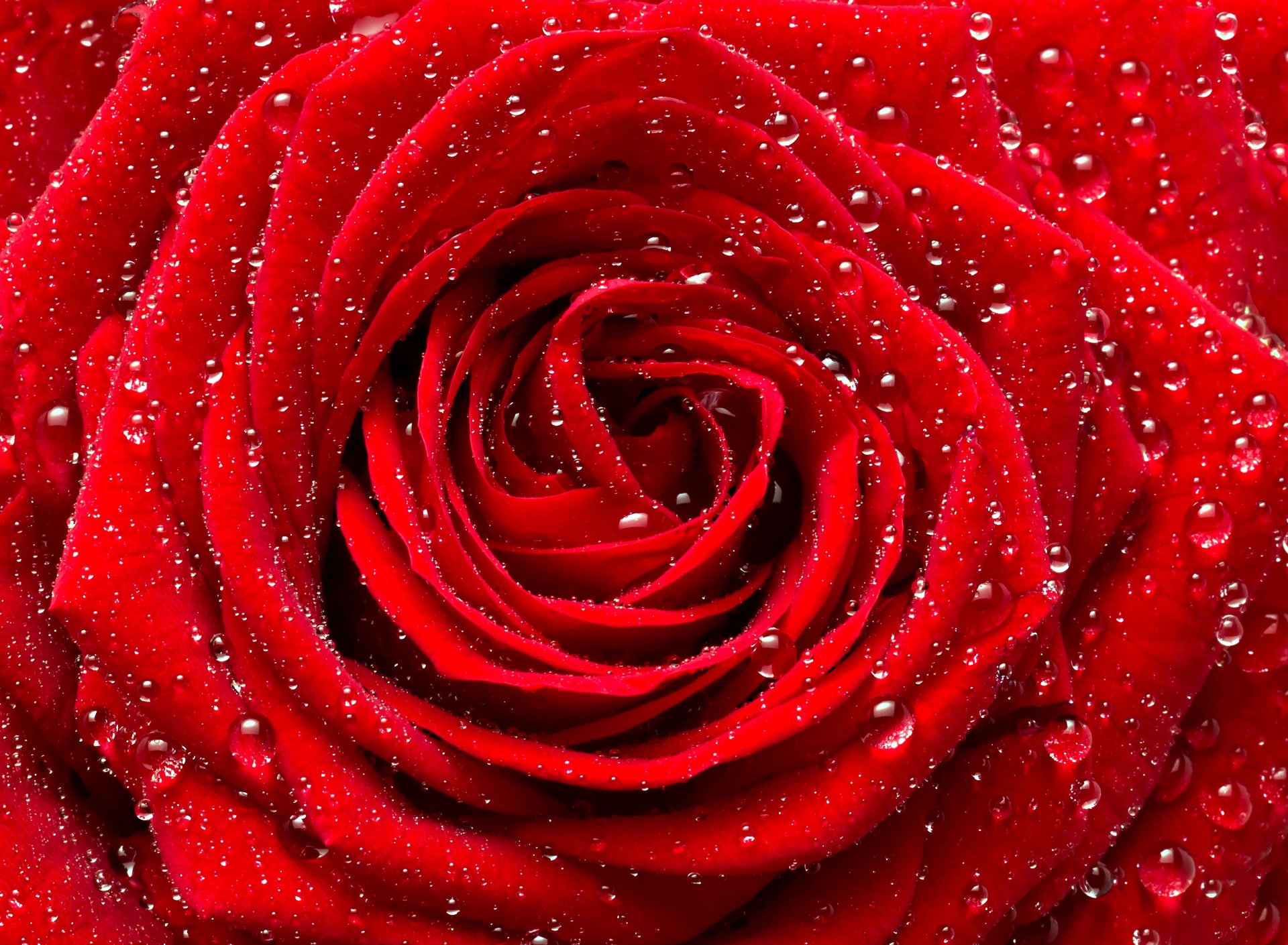 rose red flower bud drops close up