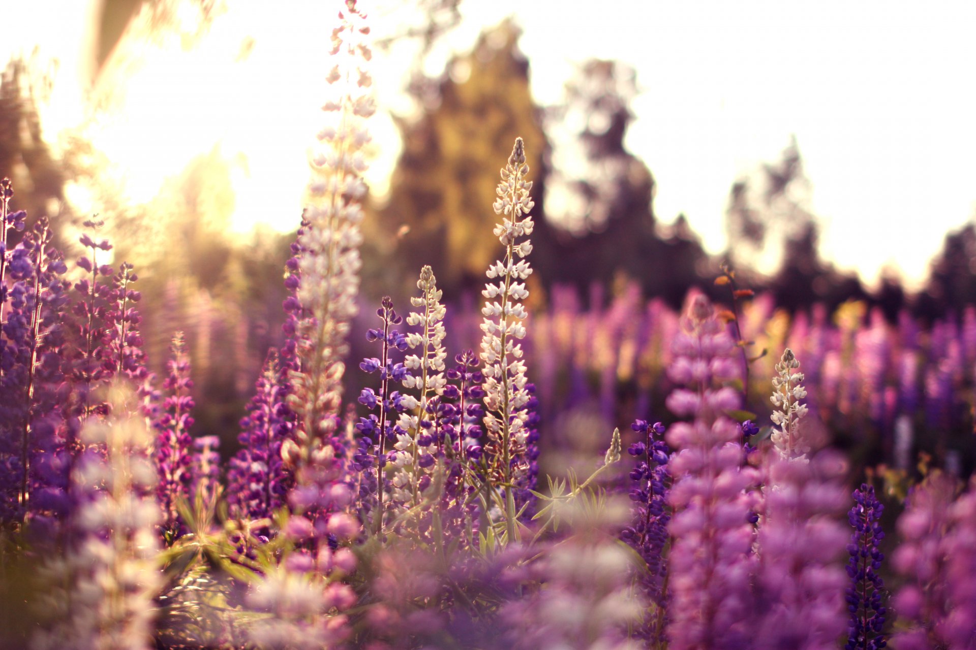 lupin fleurs lilas blanc rose été