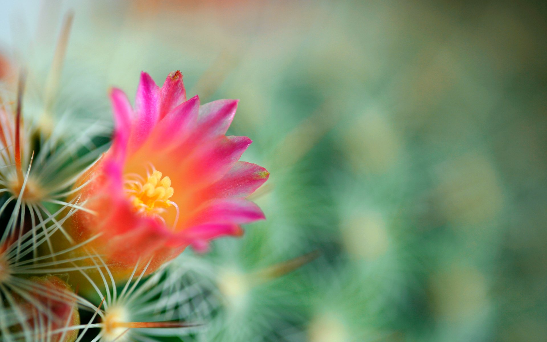 cactus flor fondo verde agujas